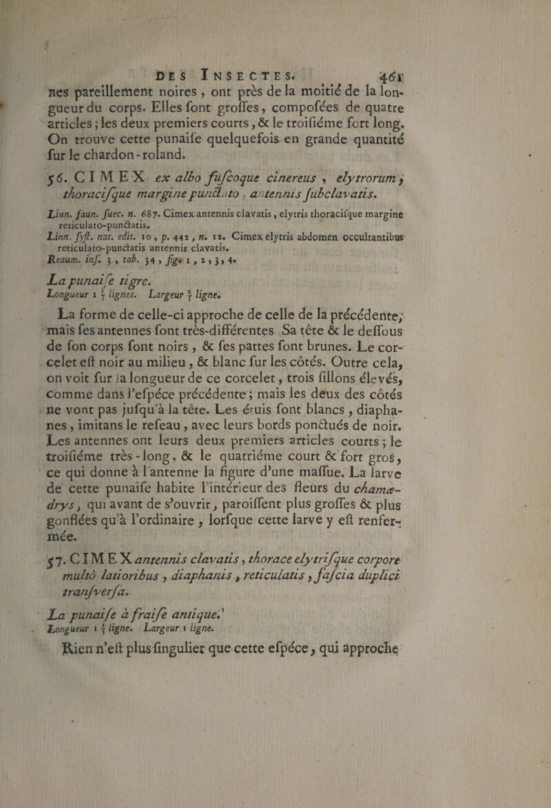 DES Insectes. ^ ^ ’^6i] nés pareîllement noires , ont près de la moitié de la lon¬ gueur du corps. Elles font groffes, compofées de quatre ^ articles ; les deux premiers courts, & le troifiéme fort long. On trouve cette punaife quelquefois-en grande quantité fur le chardon-roland. yô. C I M E‘X ex alho fufcoque clnereiis , elytrorum ^ thoracijque margine punclato y antennis fubclavatis, 'Linn. faun. fuec. n. 687. Cimex antennis clavatis, elytris thoracifque margine reticulato-pundatis. Linn.fyji. nat. edit. 10, p. 442 , n. iz. Cimex elytris abdomen occultantibiai reticulato-pundatis antennis clavatis. Reaum. inf. 5 , tab. 34 , fg^ i > z j $ > 4* JL a punaife tigre. Longueur 1 ÿ lignes. Largeur j ligne, La forme de celle-ci approche de celle de la précédente;' mais Tes antennes font très-différentes Sa tête ôc le deffous de fon corps font noirs , ôc fes pattes font brunes. Le cor- cclet eft noir au milieu, Ôc blanc fur les côtés. Outre cela, on voit fur la longueur de ce corcelet, trois filions élevés, Comme dansi’efpéce précédente; mais les deux des côtés ne vont pas jufqu’à la tête. Les étuis font blancs , diapha¬ nes , imitans le refeau, avec leurs bords pondués de noir. Les antennes ont leurs deux premiers articles courts ; le troifiéme très-long, Ôc le quatrième court ôc fort gros, ce qui donne à l’antenne la figure d’une maffue. La larve de cette punaife habite Tintedieur des fleurs du chama- drys, qui avant de s’ouvrir^ paroiflent plus groflfes ôc plus gonflées qu’à l’ordinaire , lorfque cette larve y eil renfer-; mée. 7. CIM E X antennis clavatis, thorace elytrifque corport multo latioribus , diaphanis , reticulatis, fajcia duplicl tranjverja, La punaife à fraifi antique',^ Longueur 1 j ligne. Largeur i ligne. Rien n’efl plus fingulier que cette efpéce ; qui approche'