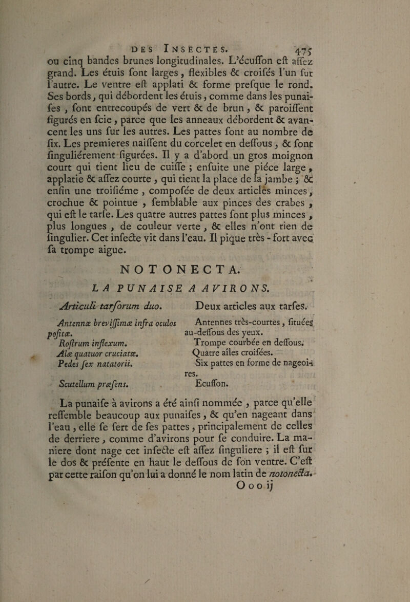 ou cinq bandes brunes longitudinales. L’dcuflbn eft affez grand. Les étuis font larges, flexibles & croifés l’un fur l’autre. Le ventre eft applati ôc forme prefque le rond. Ses bords J qui débordent les étuis ) comme dans les punai- fes , font entrecoupés de vert ôc de brun, ôc paroiflent figurés en fcie, parce que les anneaux débordent ôc avan¬ cent les uns fur les autres. Les pattes font au nombre de fix. Les premières naiflent du corcelet en deflbus y ôc font finguliérement figurées. Il y a d’abord un gros moignon court qui tient lieu de cuifle ; enfuite une pièce large » applatie ôc afîez courte 5 qui tient la place de la jambe ; 'ÔC enfin une troifiéme , compofée de deux articlès minces, crochue ôc pointue , femblable aux pinces des crabes , qui eft le tarfe. Les quatre autres pattes font plus minces , plus longues , de couleur verte, ôc elles n’ont rien de fingulier. Cet infecte vit dans l’eau. Il pique très - fort avec fa trompe aigue. NOTONECTA. LA PUNAISE A AVIRONS. Articiili tarfomm duo. Antennæ brepijpmæ infra oculos poftæ. Rojîrum injlexum. Al<z quatuor cruciatce. Pedes fex natatorii. Scutellum prxfens. Deux articles aux tarfes. Antennes très-courtes, fîtuéeg au-deifous des yeux. Trompe courbée en delTous. Quatre ailes croifées. Six pattes en forme de nageoH res. Ecuflbn. La punaife à avirons a été ainfi nommée ^ parce qu’elle reffemble beaucoup aux punaifes > ôc qu’en nageant dans l’eau 5 elle fe fert de fes pattes, principalement de celles de derrière j comme d’avirons pour fe conduire. La ma¬ niéré dont nage cet infeéte eft aflez finguliere ; il eft fur le dos ôc préfente en haut le deflbus de foii ventre. C’eft par cette raifon qu’on lui a donné le nom latin de noion^cia,* O O O i;