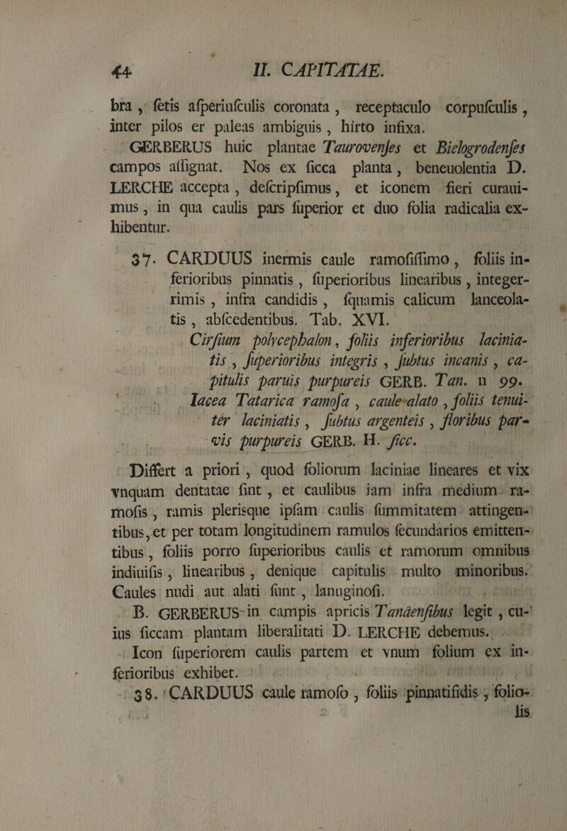 bra , fetis afperiufculis coronata , receptaculo corpufculis, inter pilos er paleas ambiguis, hirto infixa. GERBERUS huic plantae Taurovenjes et Bielogrodenfes campos aifignat. Nos ex ficca planta, beneuolentia D. LERCHE accepta , defcripfimus, et iconem fieri curaui- mus, in qua caulis pars fiiperior et duo folia radicalia ex¬ hibentur. 37- CARDUUS inermis caule ramofiflimo, foliis in¬ ferioribus pinnatis, fiiperioribus linearibus, integer¬ rimis , infra candidis, fquamis calicum lanceola- tis, abfcedentibus. Tab. XVI. Cirfium polvcephalon, foliis inferioribus lacinia- tis , fuperioribus integris , Jubtus incanis , ca¬ pitulis paruis purpureis GERB. Tan. u 99. lacea Tatarica ramoja , caule alato , foliis tenui¬ ter laciniatis , Jubtus argenteis , floribus par- . . vis purpureis GERB. H. ficc. - » Differt a priori, quod foliorum laciniae lineares et vix vnquam dentatae fint , et caulibus iam infra medium ra- mofis, ramis plerisque ipfam caulis fummitatem attingen¬ tibus, et per totam longitudinem ramulos fecundarios emitten¬ tibus , foliis porro fuperioribus caulis et ramorum omnibus indiuifis, linearibus, denique capitulis multo minoribus. Caules nudi aut alati fiint , lanuginofi. B. GERBERUS'in campis apricis Tandenfibus legit, cu¬ ius ficcam plantam liberalitati D. LERCHE debemus. Icon fuperiorem caulis partem et vnum folium ex in¬ ferioribus exhibet. 38, CARDUUS caule ramofo , foliis pinnatifidis, folio- - iis