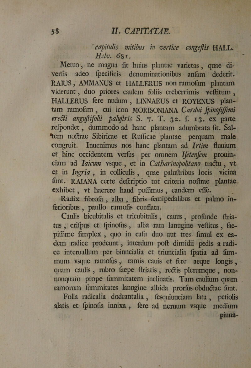capitulis mitibus in vertice congejlis HALL. Hdv. <5St. Metuo, ne magna fit huius plantae varietas, quae di- verfis adeo fpecificis denominationibus anfam dederit. RA1US, AMMANUS et HALLERUS non ramoiam plantam viderunt, duo priores caulem foliis creberrimis veftitum , HALLERUS fere nudum , LINNAEUS et ROYENUS plan¬ tam ramofam , cui icon MORISON1ANA Cardui jpinofiffimi eredi angujlifolii palujiris S. 7. T. 32. f. 13. ex parte refpondet, dummodo ad hanc plantam adumbrata fit. Sal¬ sem noftrae Sibiricae et Ruflicae plantae perquam male congruit. Inuenimus nos hanc plantam ad Irtim fluuium et hinc occidentem verius per omnem IJetenfem prouin- ciam ad laicum vsque, et in Catbarinopolitano tradu, vt et in Ingria, in colliculis, quae paluftribus locis vicina liint. RAIANA certe defcriptio tot criteria noftrae plantae exhibet, vt haerere haud poflimus, eandem efle. Radix fibrofa , alba , fibris femipedalibus et palmo in¬ ferioribus , paullo ramofis conflata. Caulis bicubitalis et tricubitalis, cauus, profunde ftria- tus, crifpus et fpinofiis, alba rara lanugine veftitus, lae- pilfime fimplex , quo in cadi duo aut tres fimul ex ea¬ dem radice prodeunt, interdum poft dimidii pedis a radi¬ ce interuallum per biuncialia et triuncialia fpatia ad fum- mum vsque ramofiis,, ramis cauis et fere aeque longis, quam caulis, rubro faepe ftriatis, redis plerumque, non- nunquam prope fummitatem inclinatis. Tam caulium quam ramomm fiimmitates lanugine albida prorfiis obdudae funt. Folia radicalia dodrantalia , fesquiunciam lata , petiolis alatis et (pinofis innixa, fere ad neruum vsque medium pinna-