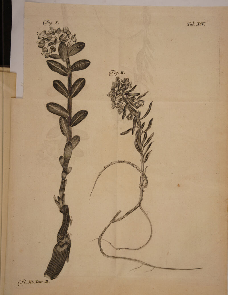 m.sib. Tom U-. Tab.XCV.