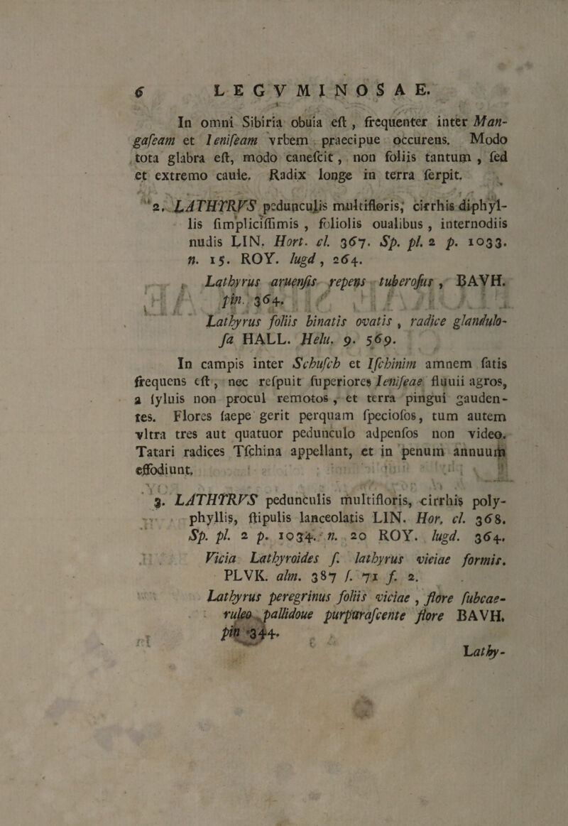 € LEGVMJNOSAE. ' » ' :: ■ ' . In omni Sibiria obuia eft , frequenter inter Man- gafeam et lenifeam vrbem praecipue occurens. Modo tota glabra eft, modo canefcit, non foliis tantum , fed et extremo caule. Radix longe in terra ferpit. 2, LATHTRVS pedunculis multifloris; cirrhis diphyl- lis firnpliciftimis , foliolis oualibus , internodiis nudis LIN. Hort. cl 367. Sp. pl. 2 p. 1033. n. 15. ROY. lugd, 164. Lathyrus aruenjis repens tuberofus , RAVH. ‘ rl' f' fin. 3«+- ■ ^ kuf. k tJ* «-H.fl.avj v .1. r Lathyrus foliis binatis ovatis , radice glandulo- fa HALL. Hehu 9. 569. In campis inter Schufch et Ifchinim amnem fatis frequens eft, nec refpuit fuperiores lenifeae fluuii agros, a lyluis non procul remotos , et terra pingui gauden¬ tes. Flores faepe gerit perquam fpeciofos, tum autem ■vitra tres aut quatitor pedunculo adpenfos non video. Tatari radices Tfchina appellant, et in penum annuum effodiunt. ’ LATHTRVS pedunculis multifloris, cirrhis poly- phyllis, ftipulis lanceolatis LIN. Hor, cl. 36^8. Sp. pl. 2 p. 1034. ■ n. 20 ROY. lugd. 364., Vicia Lathyroides f. lathyrus viciae formis. PLVK. alm. 387 /. 71 f. 2. /I Lathyrus peregrinus foliis viciae , flore fubcae- ruleo pallidoue purpttrafcente flore BAVH» r : L athy-