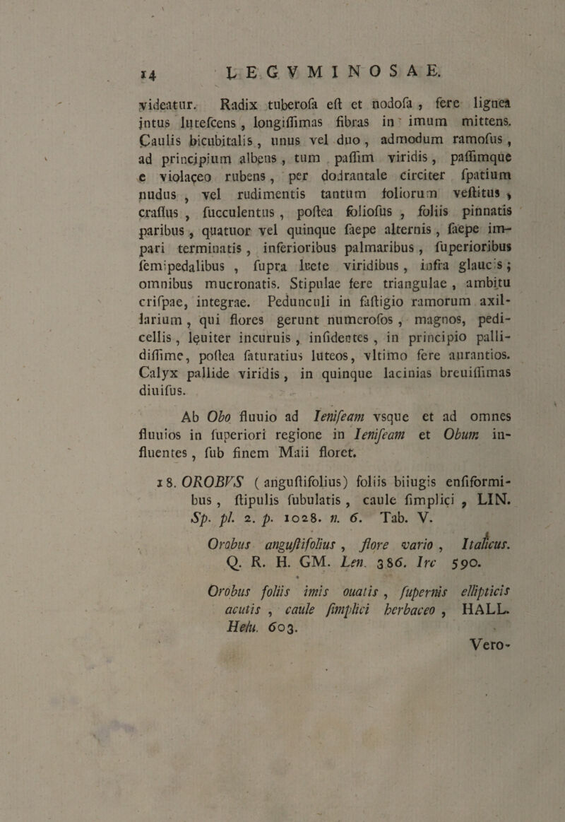 videatur. Radix tuberofa eft et nodofa , fere lignea jntus lutefcens , longiflimas fibras in' imum mittens. Caulis bicubitalis , unus vel duo , admodum ramofus , ad principium albens , tum paflim viridis, paflimque e violaceo rubens, per dodrantale circiter fpatium nudus , vel rudimentis tantum foliorum veflitus * craflus , fucculentus , poftea foliofus , foliis pinnatis paribus, quatuor vel quinque faepe alternis, faepe im¬ pari terminatis , inferioribus palmaribus, fuperioribus femipedalibus , fupra lecte viridibus, infra glauci; omnibus mucronatis. Stipulae fere triangulae , ambitu crifpae, integrae. Pedunculi in fafligio ramorum axil¬ larium , qui flores gerunt numerofos , magnos, pedi- cellis, l^uiter incuruis , infideotes , in principio palli- diflime, poflea faturatius luteos, vltimo fere aurantios. Calyx pallide viridis, in quinque lacinias breuiflimas diuifus. ■ Ab Oho fluuio ad lenifeam vsque et ad omnes fluuios in fuperiori regione in lenifeam et Obum in¬ fluentes , fub finem Maii floret. 18. OROBVS ( anguftifolius) foliis biiugis enflformi- bus , flipulis fabulatis , caule flmplici 9 LIN. Sp. pl 2. p. 1028. n. 6. Tab. V. Orobus anguftifolius , flore vario , Italicus. Q. R. H. GM. Len 3 8(5. Ire 590. ♦ Orobus foliis imis ouatis , fupernis ellipticis acutis , caule fimplici herbaceo , HALL. Helu. <503. Vero-