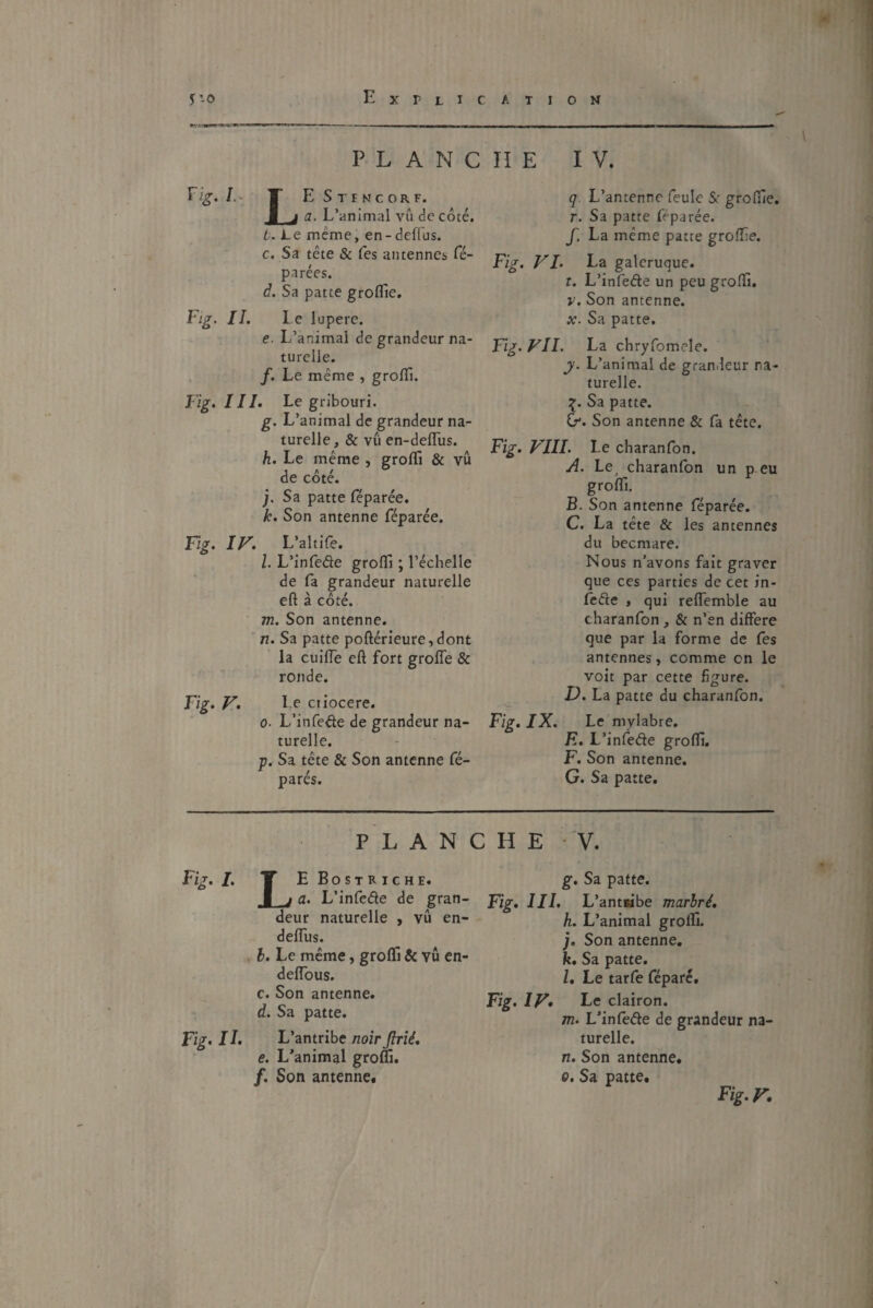 PLANCHE IV. Eig. I. T E Stencorf. 1 j a. L’animal vu de côté. t. Le meme, en-deffus. c. Sa tête & fes antennes ré¬ parées. à. Sa patte groflie. Fig. II. le lupere. e. L’animai de grandeur na¬ turelle. /. Le même , groffi. Fig. 111. Le gn'bouri. g. L’animal de grandeur na¬ turelle, & vu en-deffus. h. Le même , groflï & vu de cote. j. Sa patte féparée. k. Son antenne féparée. Fig. IF. L’aitife. l. L’infede groflï ; l’échelle de fa grandeur naturelle eft à côté. m. Son antenne. n. Sa patte poftérieure,dont la cuifTe eft fort groffe & ronde. F*. F. l e ctiocere. o■ L’infeâe de grandeur na¬ turelle. p. Sa tête & Son antenne fé- parés. q L’antenne feule Sr grofîie. r. Sa patte feparée. f, La même patte greffe. Fig. VI. La galeruque. t. L’infede un peu groffi. v. Son antenne. x. Sa patte. Fig. VII. La chryfomele. y. L’animal de grandeur na¬ turelle. £. Sa patte. G*. Son antenne & fa tête. Fig. FIII. Le charanfon. A. Lej charanfon un p eu groffi. B. Son antenne féparée. C. La tête & les antennes du becmare. Nous n’avons fait graver que ces parties de cet in- fede , qui reffemble au charanfon , & n’en différé que par la forme de fes antennes, comme en le voit par cette figure. D. La patte du charanfon. Fig. IX. Le mylabre. E. L’infede groflï. F. Son antenne. G. Sa patte. PLANCHE * V. Fig. I. T EBostriche. j a. L’infede de gran¬ deur naturelle , vû en- deffus. b. Le même, groffi & vû en- deffous. c. Son antenne. d. Sa patte. Fig. II. L’antribe noir Jlrié. e. L’animal groflï. /. Son antenne. g. Sa patte. Fig. III. L’antsibe marbré. h. L’animal grolfi. j. Son antenne. k. Sa patte. l. Le tarfe féparé. Fig. IF» Le clairon. m. L’infede de grandeur na¬ turelle. n. Son antenne. q. Sa patte. Fig. V.