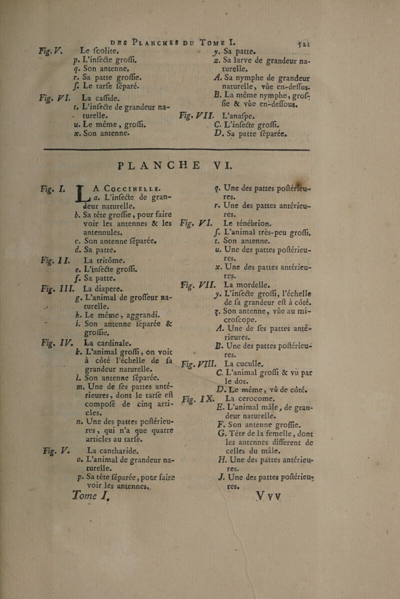 Fig. V. Le fcolite. p. L’infede grofli. q. Son antenne. r. Sa patte groflie. f. Le tarfe féparé. Fig. FL La caflide. t. L’infede de grandeur na- . turelle. u. Le même , grofli. x. Son antenne. y. Sa patte» z. Sa larve de grandeur na¬ turelle. A. Sa nymphe de grandeur naturelle, vûe en-deiïus. B. La même nymphe, grof; lie & vûe en-deffous. Ig. VII. L’anafpe. C. L’infede grofli. D. Sa patte féparée. PLANCHE VI. Fig. I. T A Coccinelle. P j a. L’infede de gran¬ deur naturelle. b. Sa tête groflie, pour faire voir les antennes & les antennules. c. Son antenne féparée. d. Sa patte. Fig. 11. La tritôme. e. L’infede grofli. f. Sa patte. Fig. 111. La diapere. g. L’animal de grofleur na- turelle. k. Le même, aggrandi. i. Son antenne féparée & groflie. Fig. IV. La cardinale. h. L’animal grofli, on voit à côté l’échelle de fa grandeur naturelle. l. Son antenne féparée. m. Une de fes pattes anté¬ rieures, dont le tarfe eft compofé de cinq arti¬ cles. n. Une des pattes poftérieu- res, qui n’a que quatre articles au tarfe. Fig. V. La cantharide. o. L’animal de grandeur na¬ turelle. p. Sa tête féparée, pour faire voir les antennes. Tome I, q. Une des pattes poftérieu- res. r. Une des pattes antérieu¬ res. Fig. Fl. Le ténébrion. f. L’animal très-peu grofli. t. Son antenne. u. Une des pattes poftérieu- res. x. Une des pattes antérieu¬ res. Fig. FII. La mordelle. y. L’infede grofli, l’échelle de fa grandeur eft à côté. Son antenne, vûe au mi- crofcope. A. Une de fes pattes anté¬ rieures. B. Une des pattes poftérieu- res. Fig. FI1I. La cuculle. C. L’animal grofli & vu par le dos. D. Le même, vu de côté. Fig. IX. La cerocome. E. L’animal mâle, de gran¬ deur naturelle. F. Son antenne groflie. G. Tête de la femelle, dont les antennes different de celles du mâle. H. Une des pattes antérieu¬ res. J. Une des pattes poftérieu* res. V VV