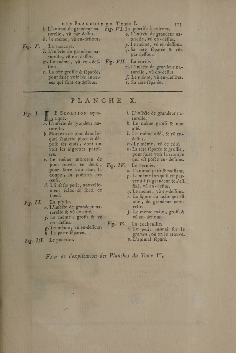i. L’animal de grandeur na- turelle, vu par defi'us. lr. Te même, vu en-deffous. Fig. V. La naucore. l. L’infède de grandeur na¬ turelle, vu en-deflus. m. Le même , vu en - def- fous. il. La tête grofïîe & féparée, pour faire voir les anten¬ nes qui font en-deffous. Fig. VI. 1 a punaife à avirons. o. 1 ’infede de grandeur na¬ turelle , vu en - deflus. ■p. le même, vu en-deffous. q. Sa tête féparée & vue par deffous. Fig. VIL La corife. r. L’infede de grandeur na¬ turelle, vû en-deflus. f. Le même, vû en-delfous. t. Sa tête féparée. PLANCHE X. Fig. 1. S E Scorpion aqua- I j tique. a. L’infede de grandeur na¬ turelle. b. Morceau de jonc dans le¬ quel l'infede place & dé- pofe fes œufs , dont on voit les aigrettes parcî- tre. c. Le même morceau de jonc ouvert en deux , pour faire voir dans la coupe , la pofition des œufs. d L’infeêle petit, nouvelle¬ ment éclos & forti de l’œuf. Fig. IL La pfylle. e. L’infede de grandeur na¬ turelle & vû de côté, f. Le même , groffi & vû en deflus. g. Le même, vû en-deffous. h. La patte féparée. Fig. JIL Le puceron. i. L’infede de grandeur na¬ turelle. k. Le même grofli &: non ailé. J. Le même ailé, d vû en- deflus. m. Le même, vû de côté. n. La tête féparée & groflie, pour faire voir la trompe qui eft pofée en-deflous. Fig. IV. Le kermès. o. L’animal petit & naiffant. p. Le meme lorfqu’il efl par¬ venu à fa grandeur & s’efL fixé, vû en - deflus. q. Le meme, vû en-deffous. r. La figure du mâle qui eft ailé , de grandeur natu¬ relle. J. Le même mâle , groffi & vû en - deffous. F:g. V. La cochenille. f. Le petit animal fur le grariien , où on le trouve. v. L’animal féparé. Fik de l’explication des Planches du Tome Ie',