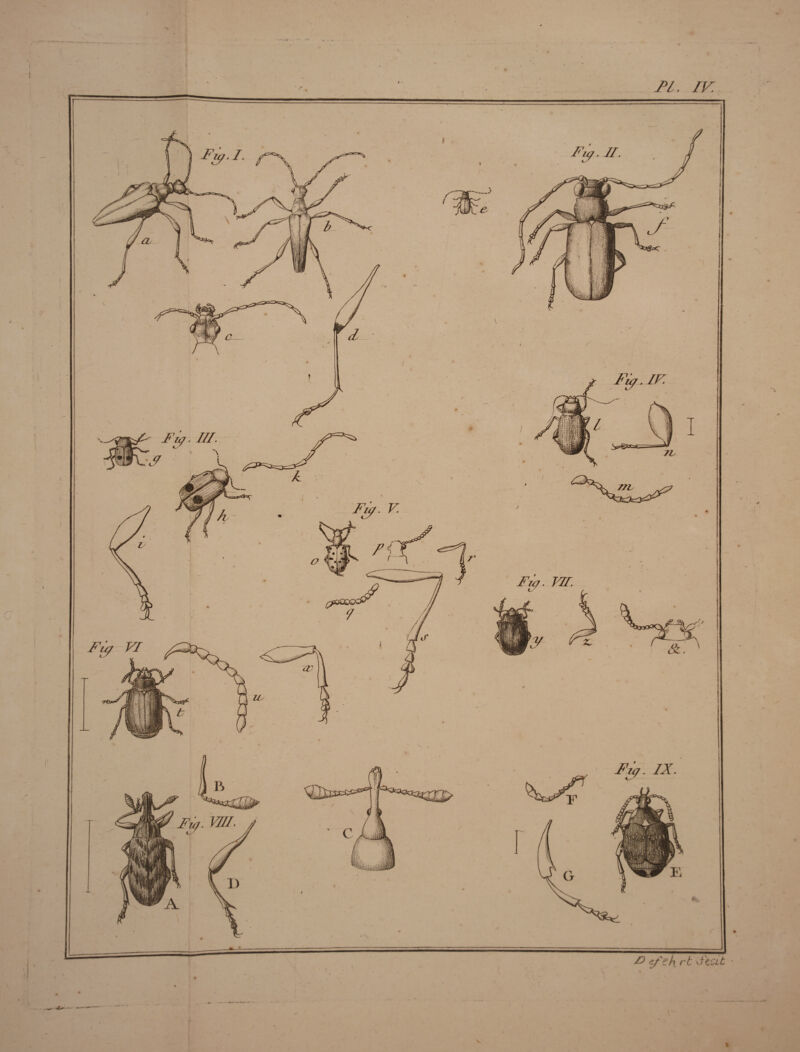 •* .* PL. IV. O çf-k rt à'ceit ■