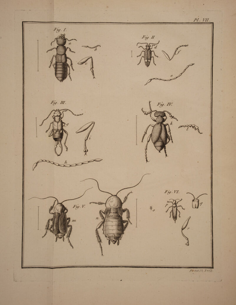 0 ) Pt eues t Jedt <s