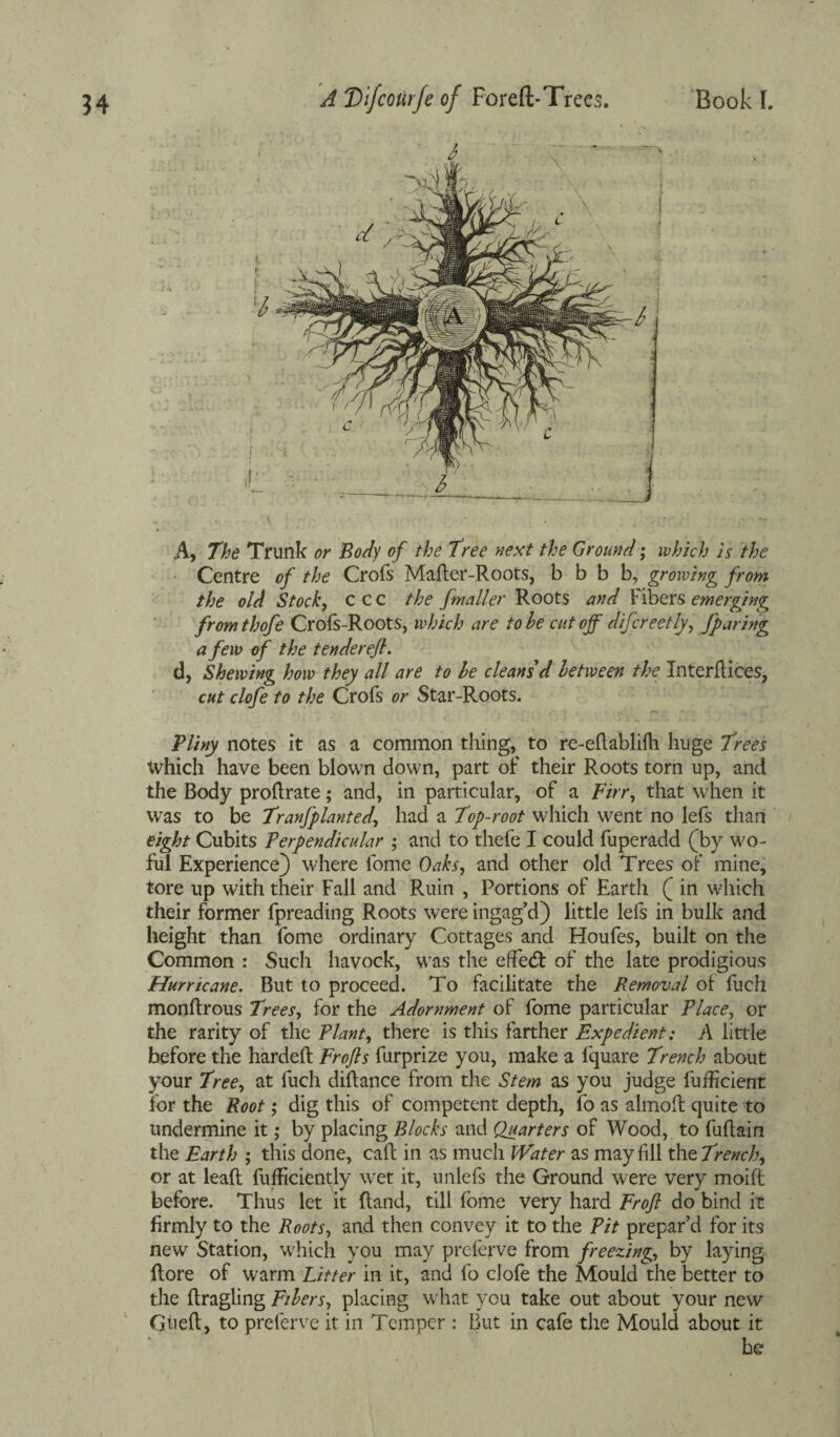 A, The Trunk or Body of the Tree next the Ground; which is the Centre of the Crofs Mailer-Roots, b b b b, growing from the old Stock, ccc the fmaller Roots and 1 ibers emerging from thofe Crofs-Roots, which are to he cut off differ eetly, /faring a few of the tendereft. d, Shewing how they all are to he cleans d between the Interdices, cut clofe to the Crofs or Star-Roots. Pliny notes it as a common tiling, to re-edablilh huge Trees which have been blown down, part of their Roots torn up, and the Body proflrate; and, in particular, of a Birr, that when it was to be Tranfplanted, had a Top-root which went no lefs than eight Cubits Perpendicular ; and to thefe I could fuperadd (by wo- ful Experience) where fome Oaks, and other old Trees of mine, tore up with their Fall and Ruin , Portions of Earth ( in which their former fpreading Roots were ingag’d) little lefs in bulk and height than fome ordinary Cottages and Houfes, built on the Common : Such liavock, was the effect of the late prodigious Hurricane. But to proceed. To facilitate the Removal of fuch monftrous Trees, for the Adornment of fome particular Place, or the rarity of the Plant, there is this farther Expedient: A little before the harded Frofts furprize you, make a fquare Trench about your Tree, at fuch dillance from the Stem as you judge fufficient for the Root; dig this of competent depth, fo as almod quite to undermine it; by placing Blocks and Quarters of Wood, to fullain the Earth ; this done, cad in as much Water as may fill the Trench, or at lead fufficientjy wet it, unlefs the Ground were very moid before. Thus let it dand, till fome very hard Frofl do bind it firmly to the Roots, and then convey it to the Pit prepar'd for its new Station, which you may preferve from freezing, by laying dore of warm Litter in it, and fo clofe the Mould the better to the dragling Filers, placing what you take out about your new Gtied, to preferve it in Temper : But in cafe the Mould about it be