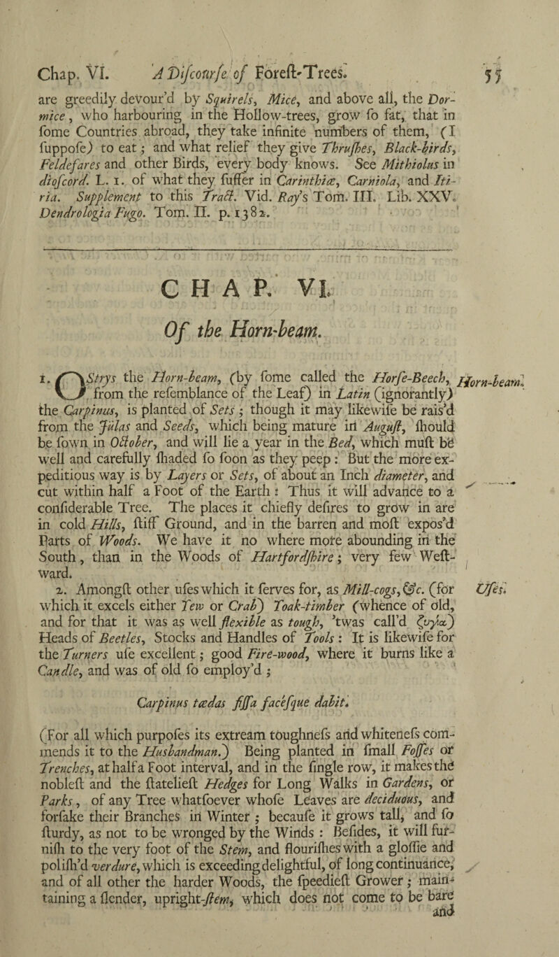 are greedily devour’d by Squtrels, Mice, and above all, the Dor¬ mice , who harbouring in the Hollow-trees, grow fo fat, that in fome Countries abroad, they take infinite numbers of them, (I fuppofe) to eat; and what relief they givb Thrujhes, Black-birds, Feldefares and other Birds, every body knows. See Mithiolus in diofcord. L. i. of what they fuffer in Carinthicc, Carniola, and Iti- ria. Supplement to this Trail. Vid. Rays Tom. III. Lib. XXV. Dendrologia Fugo. Tom. II. p. 1382. CHAP. Vi Of the Horn-beam. i. (^\Strys the Morn-beam, (by fome called the Horfe-Beech, from the refemblance of the Leaf) in Latin (ignorantly) the Cflrpinus, is planted of Sets ; though it may likewise be rais’d from the Julas and Seeds, which being mature ill Augufl, lliould be fawn in OHober, and will lie a year in the Bed, which muft b'6 well and carefully lhaded fo foon as they peep: But the more ex¬ peditious way is by Layers or Sets, of about an Inch diameter, and cut within half a Foot of the Earth % Thus it will advance to a considerable Tree. The places it chiefly defires to grow in are in cold Hills, Stiff Ground, and in the barren and molt expos’d Parts of Woods. We have it no where mote abounding in the South, than in the Woods of Hartfordjhire; very few Weft- Ward. Horn-beam, z. Amongft other ufes which it ferves for, as Mill-cogs, &c. (for Ufes\ which it excels either Tew or Crab') Toak-timber (whence of old, and for that it was as well flexible as tough, ’twas call’d fyy.od) Heads of Beetles, Stocks and Handles of Tools : It is likewife for the Turners ufe excellent; good Fire-wood, where it burns like a Candle, and was of old fo employ’d ; Carpinus tcedas fljfa facefque dabit. (For all which purpofes its extream toughnefs arid whitenels com¬ mends it to the Husbandman.) Being planted in fmall Foffes or Trenches, at half a Foot interval, and in the Angle row, it makes the nobleft and the ftatelieft Hedges for Long Walks in Gardens, or Parks, of any Tree whatfoever whofe Leaves are deciduous, and forfake their Branches in Winter ; becaufe it grows tall, and fo fturdy, as not to be wronged by the Winds : Befides, it will fuf- niili to the very foot of the Stem, and flouriflies with a glolfie and polilh’d verdure, which is exceeding delightful, of long continuance, and of all other the harder Woods, the fpeedieft Grower; main¬ taining a (lender, upright-flewt which does not come to be bare J • and