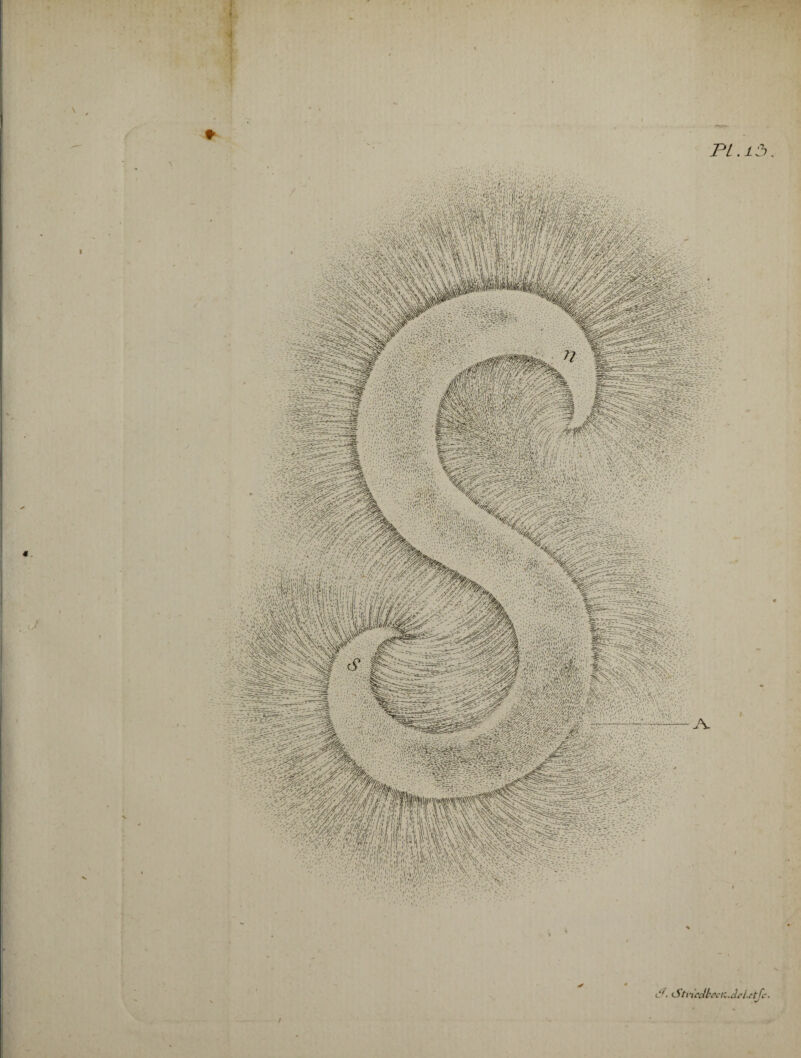 * PL. 13. J. <StncAbcciz.âeLctJc' /