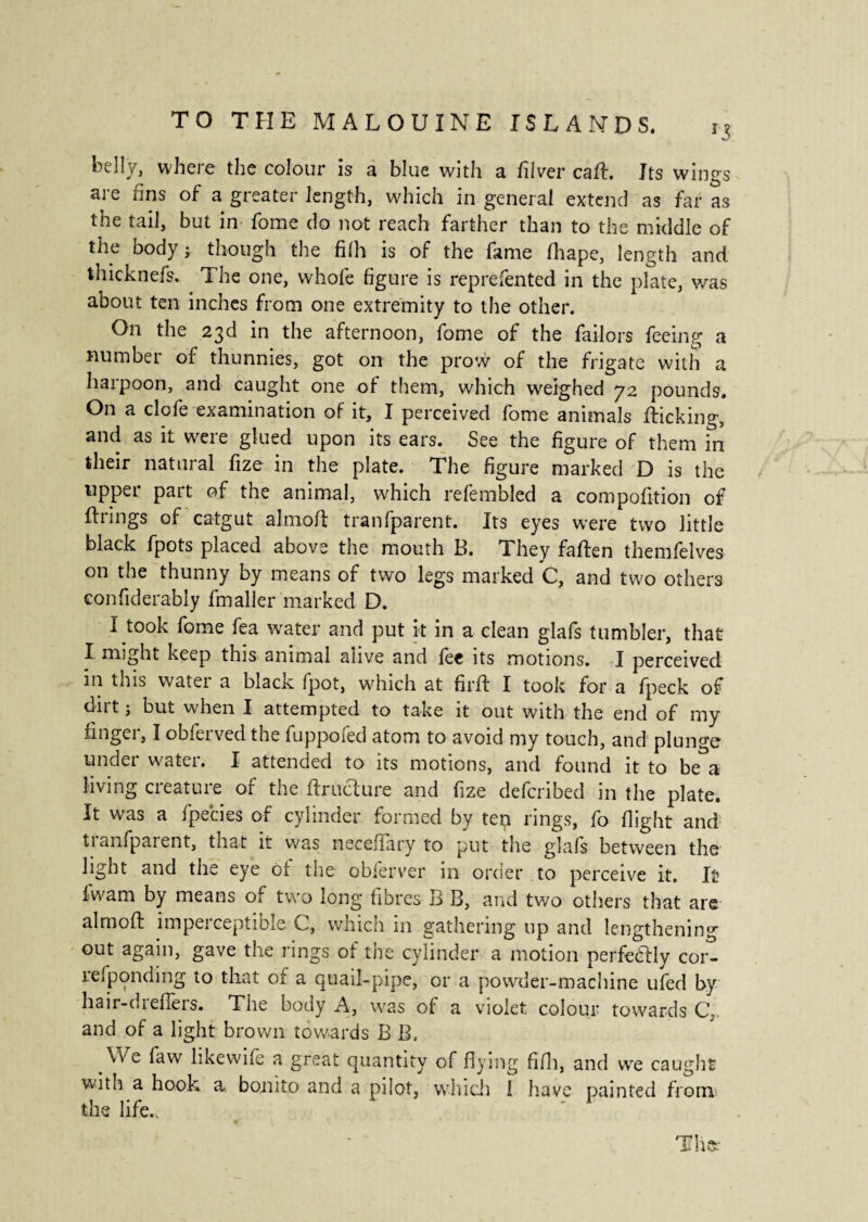 belly, where the colour is a blue with a Liver call. Tts wings aie uns of a greater length, which in general extend as far as tne tail, but in Lome do not reach farther than to the middle of the body ; though the filh is of the fame fhape, length and thicknefs. The one, whole figure is represented in the plate, was about ten inches from one extremity to the other. On the 23d in the afternoon, fome of the failors feeing a number of thunnies, got on the prow of the frigate with a haipoon, and caught one of them, which weighed y 2 pounds. On a dole examination of it, I perceived fome animals flicking, and as it were glued upon its ears. See the figure of them in their natural fize in the plate. The figure marked D is the uppei pait of the animal, which relembled a compofition of firings of catgut almofl tranfparent. Its eyes were two little black fpots placed above the mouth B. They fallen themfelves on the thunny by means of two legs marked C, and two others eonfiderably fmaller marked D. I took fome fea water and put it in a clean glafs tumbler, that I might keep this animal alive and fee its motions. I perceived in this water a black fpot, which at firfl I took for a fpeck of dirt j but when I attempted to take it out with the end of my finger, I obferved the fuppofed atom to avoid my touch, and plunge under water. I attended to its motions, and found it to be a living creature of the ftruclure and fize deferibed in the plate. It was a fpecies of cylinder formed by tep rings, fo flight and tianfparent, that it was neceflary to put the glals between the light and the eye of the obferver in order to perceive it. It fwam by means of two long fibres B B, and two others that are almofl imperceptible C, which in gathering up and lengthening out again, gave the rings of the cylinder a motion perfeélly cort responding to that of a quail-pipe, or a powder-machine ufed by hair-drefers. The body A, was of a violet colour towards C\ and of a light brown towards B B. We faw likewile a great quantity of flying fifh, and vve caught with a hook a boni to and a pilot, which 1 have painted from the life..