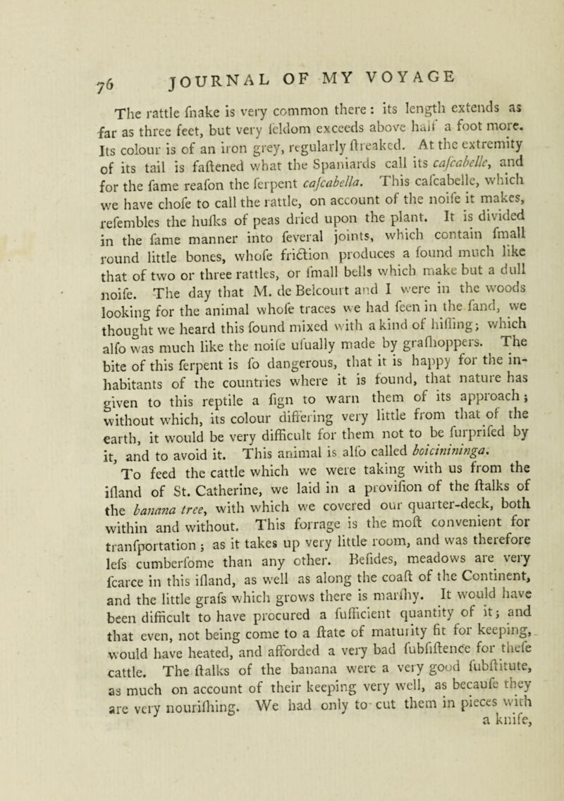 The rattle fnake is very common there : its length extends as far as three feet, but very ièldom exceeds above hail a foot more. Its colour is of an iron grey, regularly flreaked. At the extremity of its tail is fadened what the Spaniards call its cafcabelle, and for the fame reafon the ferpent cafcabeila. This cafcabelle, which we have chofe to call the rattle, on account oi the node it makes, refembles the hufks of peas dried upon the plant. It is divided in the fame manner into feveral joints, which contain fmali round little bones, whole friction produces a found much like that of two or three rattles, or Imall bells which make but a c ull noife. The day that M. de Belcoui t and I were in the woods looking for the animal whole traces we had feen in me fanci, we thought we heard this found mixed with a kind of hiding; which alfo was much like the node uiually made by grallioppers. ^ The bite of this ferpent is fo dangerous, that it is happy foi the in¬ habitants of the countries where it is found, that natuie has given to this reptile a fign to warn them of its appioach; without which, its colour differing very little fjom that of the earth, it would be very difficult for them not to be fuiprifed by it, and to avoid it. This animal is alfo called boicinininga. To feed the cattle which we were taking with us from the ifland of St. Catherine, we laid in a provifion of the ftalks of the banana tree, with which we covered our quarter-deck, both within and without. This forrage is the mod convenient foi tranfportation ; as it takes up very little room, and was therefore lefs cumberfome than any other. Kefides, meadows are very fcarce in this ifland, as well as along the coad of the Continent, and the little grafs which grows there is marfhy. It would have been difficult to have procured a fufficient quantity of it; and that even, not being come to a date of matunty fit foi keeping, would have heated, and afforded a very bad fub fide nee foi thefe cattle. The dalks of the banana were a very good lubditute, as much on account of their keeping very well, as becaufe they are very nourifhing. We had only to- cut them in pieces with a knife,