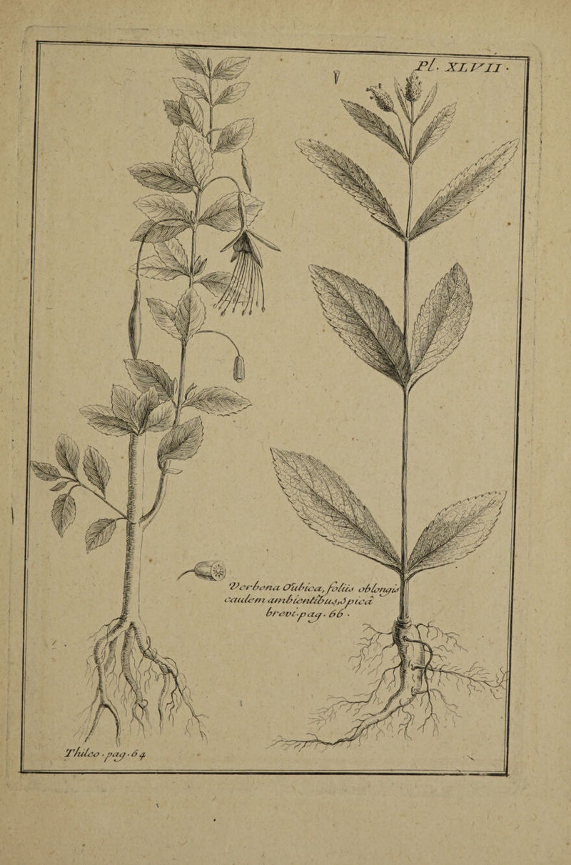 T/uL'<J ■ f’OjJ ■ à q, ‘IJerùrna Ofofûxt'Jv&ô* aiiler?i amlieiilHujjô^nect 6r. ?Vt'^ Llcjf. S6 /