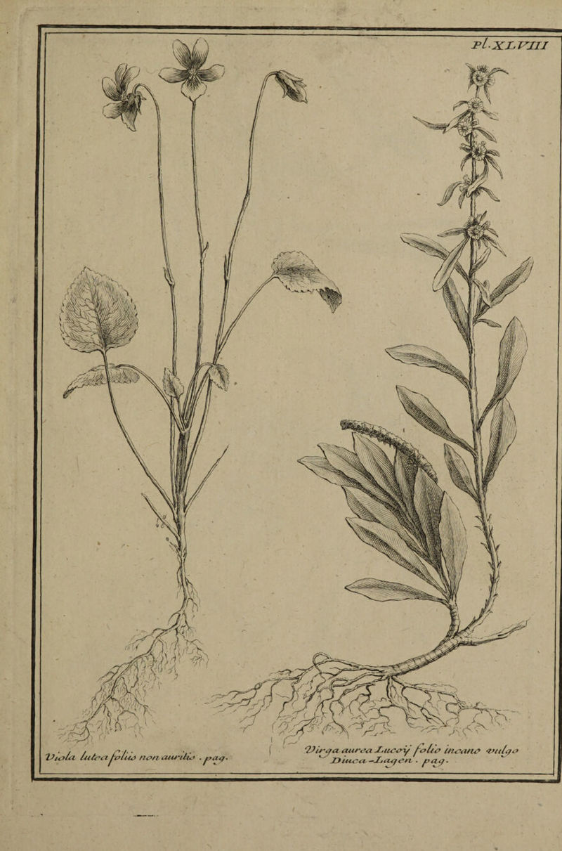 pi-XI. lrlll viiù) non MU'tlio 1/ fit 1 jB|j »\ f 'ÙÀVfc, \ |N