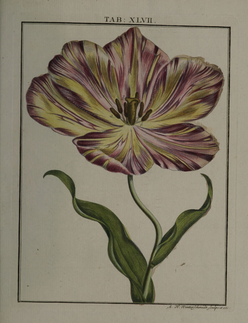 yi.. 'JV. . TAB. XLVIl.