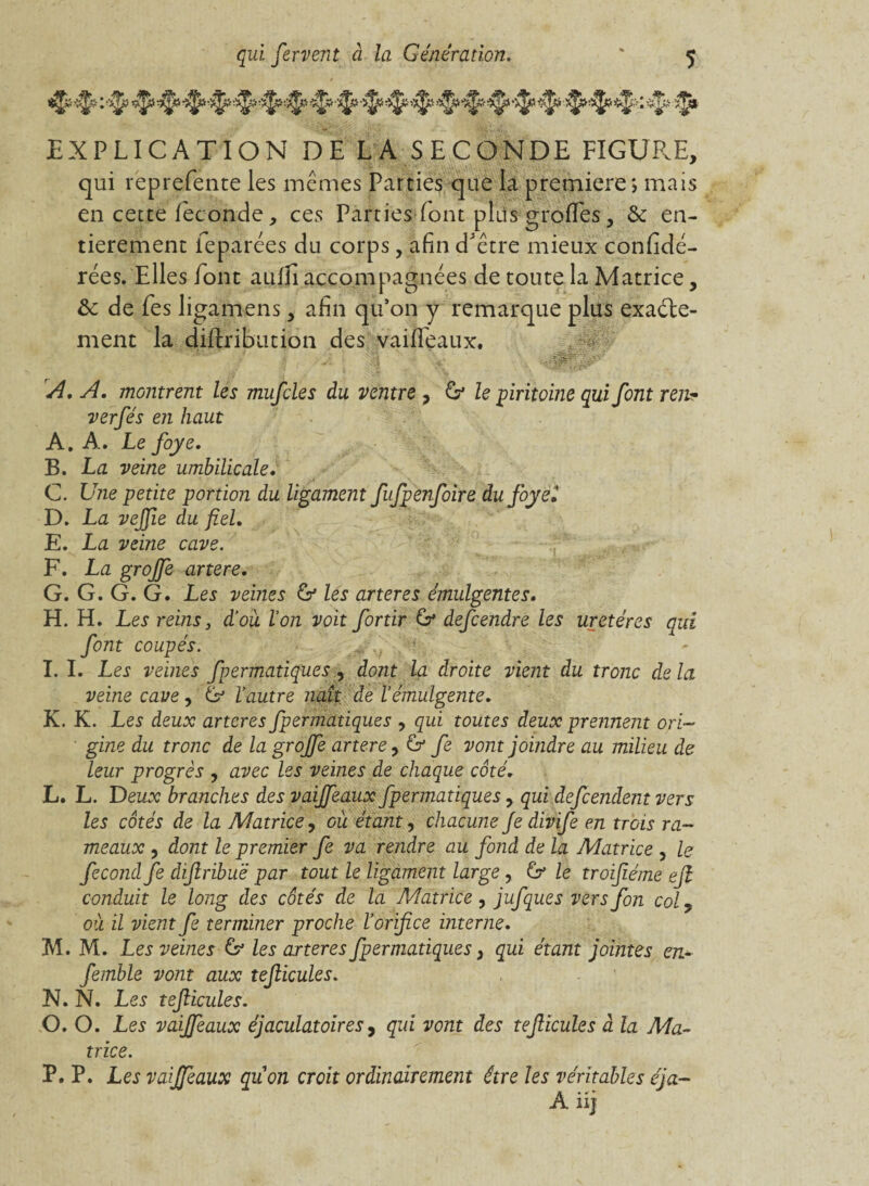 EXPLICATION DE LA SECONDE FIGURE, qui reprefente les mêmes Parties que la première; mais en cette féconde, ces Parties font plus grofTes, & en¬ tièrement feparées du corps, afin d'être mieux confédé¬ rées. Elles font auffi accompagnées de toute la Matrice, &c de Les ligamens, afin qu’on y remarque plus exacte¬ ment la diflribution des vaiffeaux. ■ J , I r ' | ' i y • A. A. montrent les mufcles du ventre , & le piritoinc qui font ren? verfés en haut A. A. Le foye. B. La veine umbilicale• C. Une petite portion du ligament fufpenfoire du foye• D. La vejfie du fiel. E. La veine cave. F. La grojfe artere. G. G. G. G. Les veines & les arteres émulgentes. H. H. Les reins, d’où l’on voit fortir & defcendre les uretères qui font coupés. ■ I. I. Les veines fpermatiques , dont la droite vient du tronc de la veine cave, & l’autre naît de l’émulgente. K. K. Les deux arteres fpermatiques , qui toutes deux prennent ori¬ gine du tronc de la grojfe artere, & fe vont jomdre au milieu de leur progrès , avec les veines de chaque côté. L. L. Deux branches des vaijfeaux fpermatiques, qui defeendent vers les côtés de la Matrice, où étant, chacune Je divife en trois ra¬ meaux , dont le premier fe va rendre au fond de la Matrice , le fécond fe difribuë par tout le ligament large , G le troifiéme ejl conduit le long des côtés de la Matrice, jufques vers fon col, où il vient fe terminer proche l’orifice interne. M. M. Les veines G les arteres fpermatiques, qui étant jointes en- femble vont aux teflicules. X. N. Les teficules. O. O. Les vaijfeaux éjaculatoires, qui vont des teficules à la Ma¬ trice. P. P. Les vaijfeaux quon croit ordinairement être les véritables éja- A. iij