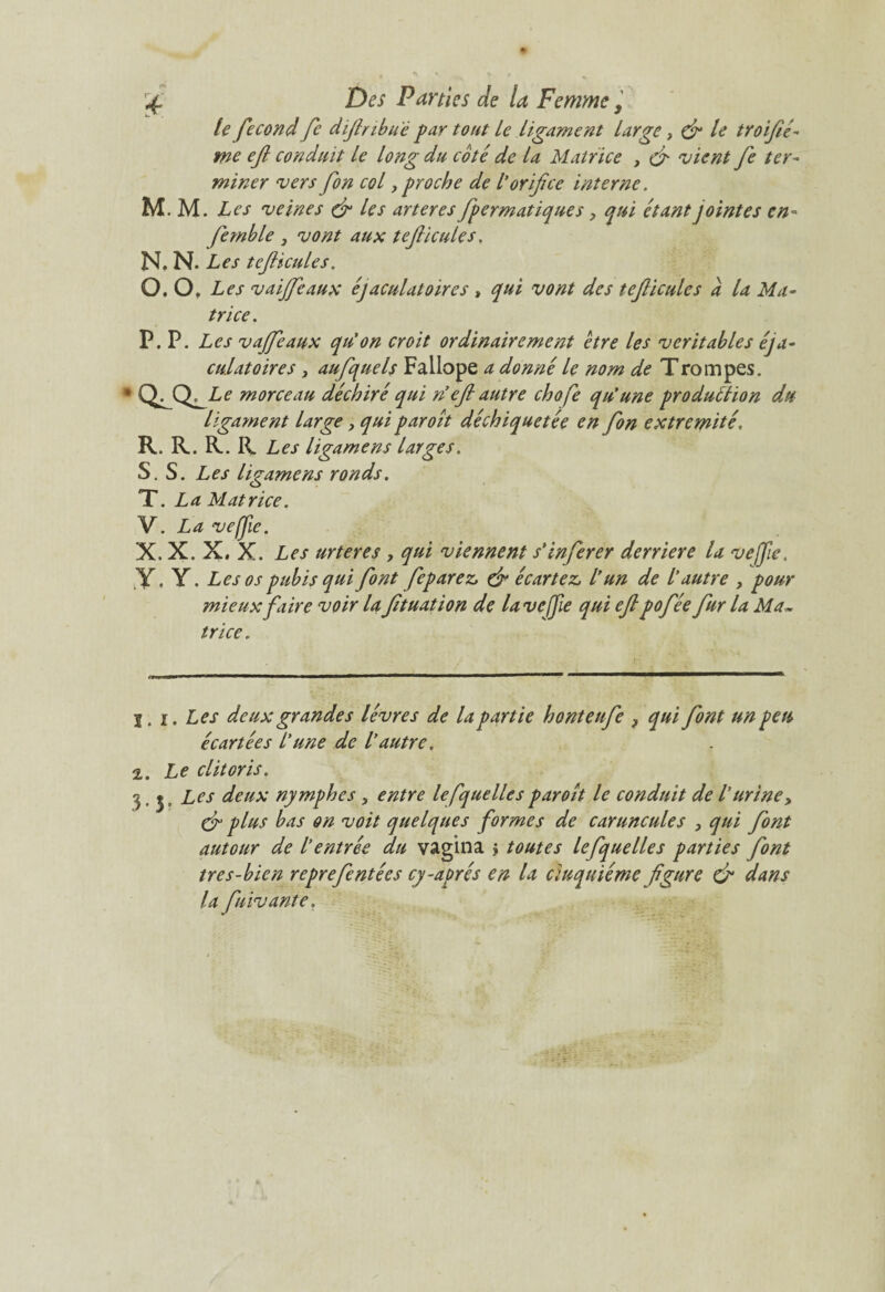 le fécond fe diftnbue par tout le ligament large > dr le troifié- me eft conduit le long du coté de la Matrice , fi vient fe ter¬ miner vers fon col y proche de l’orifice interne. M. M. Les veines fi les arteres fpermatiques y qui étant jointes en- femble y vont aux tefticules, N. N. Les tefticules. O. 0, Les vaijfeaux éjaculatoires , qui vont des tefticules a la Ma¬ trice. P. P. Les vajfeaux qu'on croit ordinairement etre les véritables éja¬ culatoires y aufquels Fallope a donné le nom de Trompes. e morceau déchiré qui n’eft autre chofe qu'une production du ligament large y qui par oit déchiquetée en fon extrémité, R. R. R. R Les ligamens larges. S. S. Les ligamens ronds. T. La Matrice. V. La veffie. X. X.X. X. Les urteres , qui viennent s'inferer derrière la veffie. Y. Y. Les os pubis qui font fe parez, fi écartez, l’un de l’autre y pour mieux faire voir la fttuation de lave fie qui eft pofée fur la Ma¬ trice. 1. i. Les deux grandes lèvres de la partie honteufe , qui font un peu, écartées l'une de l'autre. 2. Le clitoris. ^ m j > Les deux nymphesy entre lefquelles paroît le conduit de l'urine, fi plus bas on voit quelques formes de caruncules y qui font autour de l’entrée du vagina j toutes lefquelles parties font tres-bien reprefentées cy-aprés en la cinquième figure fi dans