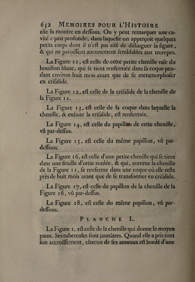 elle la montre en deflous. On y peut remarquer une ca¬ vité c peu profonde, dans laquelle on apperçoit quelques petits corps dont il n’eft pas aifé de diftinguer la figure, & qui ne parodient aucunement femblables aux trompes. La Figure 11, eft celle de cette petite chenille rafe du bouillon blanc, qui fe tient renfermée dans là coque pen¬ dant environ huit mois avant que de fe metamorphoièr en crifalide. La Figure 12, eft celle de la crifalide de la chenille de la Figure 1 x. La Figure 13, eft celle de la coque dans laquelle la chenille, & enfuite la crilàlide, eft renfermée. La Figure iq,, eft celle du papillon de cette chenille, vû par-defius. La Figure 15, eft celle du même papillon, vû par- deflous. La Figure 16, eft celle d’une petite chenille qui fe tient dans une feuille d’ortie roulée, & qui, comme la chenille de la Figure r 1, fe renferme dans une coque où elle refte près de huit mois avant que de fè transformer en crifalide. La Figure 17, eft celle du papillon de la chenille de la Figure 16, vû par-deflus. La Figure 18, eft celle du même papillon, vû par- deflbus. \ Planche L. La Figure 1, eft celle de la chenille qui donne le moyen paon. Ses tubercules lont jaunâtres. Quand elle a pris tout ion accroiflèment, chacun de fes anneaux eft bordé d’une