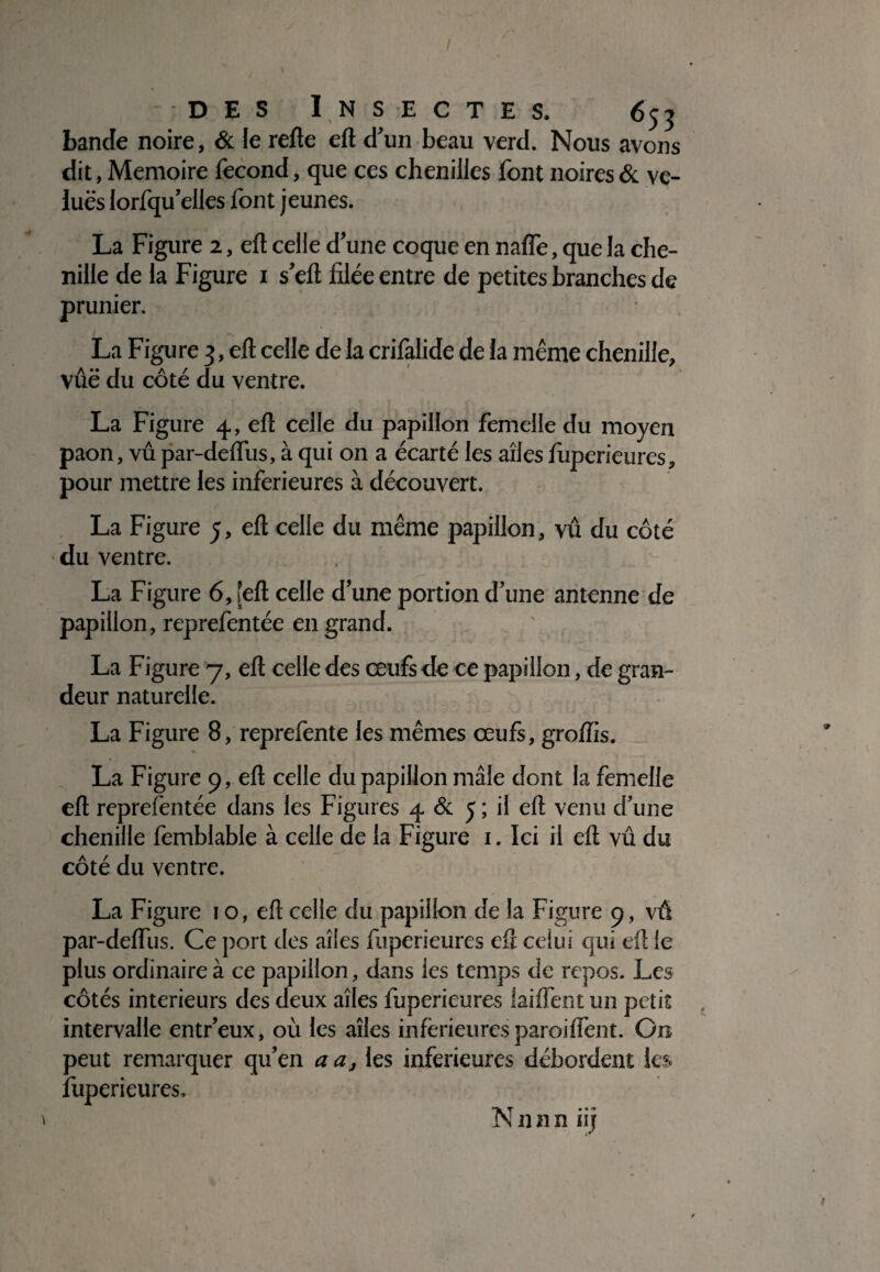 / DES I.N S E C T E S. 653 bande noire, & le refte eft d’un beau verd. Nous avons dit, Mémoire fécond, que ces chenilles font noires & ve¬ lues lorfqu’elles font jeunes. La Figure 2, eft celle d’une coque en nafle, que la che¬ nille de la Figure 1 s’eft filée entre de petites branches de prunier. La Figure 3, eft celle de la crifalide de la même chenille, vûë du côté du ventre. La Figure 4, eft celle du papillon femelle du moyen paon, vû par-deflus, à qui on a écarté les ailes fuperieures, pour mettre les inferieures à découvert. La Figure 5, eft celle du même papillon, vû du côté du ventre. , La Figure 6, [eft celle d’une portion d’une antenne de papillon, reprefentée en grand. La Figure 7, eft celle des œufs de ce papillon, de gran¬ deur naturelle. La Figure 8, reprefente les mêmes œufs, groiïis. ' \ I > # La Figure 9, eft celle du papillon mâle dont la femelle eft reprefentée dans les Figures 4 & 5 ; il eft venu dune chenille femblable à celle de la Figure 1. Ici il eft vû du côté du ventre. La Figure 10, eft celle du papillon de la Figure 9, vû par-deflus. Ce port des ailes fuperieures eft celui qui eft le plus ordinaire à ce papillon, dans les temps de repos. Les côtés intérieurs des deux ailes fuperieures laiiïent un petit intervalle entr’eux, où les ailes inferieures paroiflent. On peut remarquer qu’en a a, les inferieures débordent les fuperieures. N n n n iij