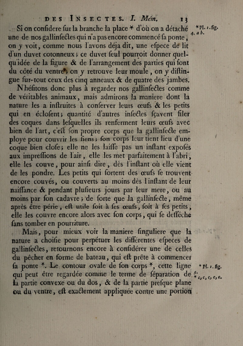 Si on confidere fui la branche la place ^ d’où on a détaché une de nos gallinfeétes qui n’a pas encore commencé fa ponte, on y voit, comme nous lavons déjà dit, une efpece dé lit d’un duvet cotonneux ; ce duvet feul pourroit donner quel- qu idée de la figure & de l’arrangement des parties qui font du côté du ventr^j on y retrouve leur moule , on y diftin* gue fur-tout ceux des cinq anneaux & de quatre des jambes. N héfitons donc plus à regarder nos gallinfeéles comme de véritables animaux, mais admirons la maniéré dont la nature les a inftruites à conferver leurs œufs & les petits qui en éclofentj quantité d’autres infeéles fçavent filer des coques dans lefquelles ils renferment leurs œufs avec bien de l’art , c’e’lï fon propre corps que la gallinfeéle em¬ ployé pour couvrir les tiens i fon corps leur tient lieu d’une coque bien clofej elle ne les lailTe pas un inftant expofés aux imprelfions de l air, elle les met parfaitement à l’abri, elle les couve, pour ainfi dire, dès l’inftant où elle vient de les pondre. Les petits qui fortent des œufs fe trouvent- encore couvés, ou couverts au moins dès linftant de leur naiflance & pendant plufieurs jours par leur mere, ou au moins par fon cadavre > de forte que la gallinfeéle, même après être périe, eft utile foit à fes œufs, fort à les petits, elle les couvre encore alors avec fon corps, qui fe delïeche fans tomber en pourriture. Mais, pour mieux voir la maniéré finguliere que la nature a choifie pour perpétuer les différentes efpeces de gailinfeéles, retournons encore à confidérer une de celles du pêcher en forme de bateau, qui eft prête à commencer fa ponte Le contour ovale de fon corps cette ligne qui peut être regardée comme le terme de féparation de, la partie convexe Ou du dos, & de la partie prefque plane ou du ventre, eft exaélement appliquée contre une portion ^ pi. î. fig. a b. 1 ^Pl. î.fig. Cj C ^ Cf Cf c»