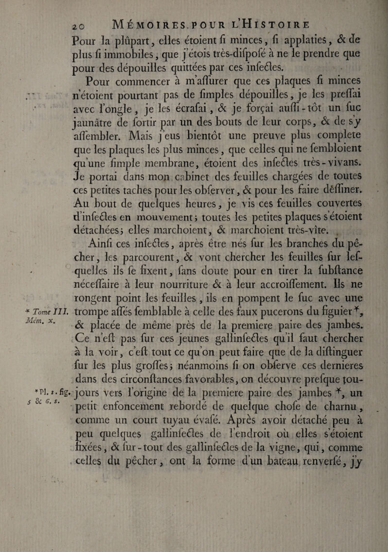Mém, X, Z. fîe 5 ^ G. S. 20 Mémoires.POUR l’Histoire / Pour la plûpart, elles étoient fi minces, fi applaties, & de plus fi immobiles, que j’étois très-difpofé à ne le prendre que pour des dépouilles quittées par ces infeéles. Pour commencer à m’affurer que ces plaques lî minces n’étoient pourtant pas de fimples dépouilles, je les preffai avec l’ongle, je les écrafai, & je forçai aulfi-tôt un fuc jaunâtre de fortir par un des bouts de leur corps, & de s’y alfembler. Mais j’eus bientôt une preuve plus complété que les plaques les plus minces, que celles qui ne fembloient qu’une lîmple membrane, étoient des infedles très-vivans. Je portai dans mon cabinet des feuilles chargées de toutes ces petites taches pour les obferver, & pour les faire dêffiner. Au bout de quelques heures, je vis ces feuilles couvertes d’infeôles en mouvement ; toutes les petites plaques s’étoient détachées5 elles marchoient, & marchoient très-vîte. Ainfi ces infeéles, après être nés fur les branches du pê¬ cher, les parcourent, & vont chercher les feuilles fur lef- ’ quelles ils fe fixent, fans doute pour en tirer la fubftance nécelTaire à leur nourriture Sc à leur accroilfement. Ils ne rongent point les feuilles , ils en pompent le fuc avec une éc placée de même près de la première paire des jambes. ■ Ce n’eft pas fur ces jeunes gallinfeéles qu’il faut chercher à la voir, c’eft tout ce qu’on peut faire que de la diflinguer lur les plus groffes} néanmoins fi on obferve ces dernieres dans des circonftances favorables, on découvre prefque tou¬ jours vers l’origine de la première paire des jambes un petit enfoncement rebordé de quelque chofe de charnu, comme un court tuyau évafé. Après avoir détaché peu à oeu quelques gallinfeéles de l’endroit où elles s’étoient : ixées, & fur - tout des gallinfeéles de la Vigne, qui, comme . celles du pêcher, ont la forme d’un bateau renverfé, j.y
