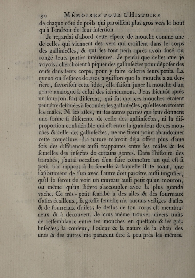 de chaque côté de poils qui paroiflent plus gros vers le bout qu’à l’endroit de leur infertion. Je regardai d’abord cette efpece de mouche comme une de celles qui viennent des vers qui croilTent dans le corps des gallinfeéles, & qui les font périr après avoir fucé ou rongé leurs parties intérieures. Je penfai que celles que je- vovois, cherchoient à piquer des gallinfeéles pour dépofer des œufs dans leurs corps, pour y faire éclorre leurs petits. La queue ou l’efpece de gros aiguillon que la mouche a au der¬ rière , favorifoit cette idée, elle faifoit juger la mouche d’un genre analogue à celui des ichneumons. J’eus bientôt après un foupçon fort différent, qui fut que ces mouches étoient peut-être deflinées à féconder les gallinfeéles, qu elles en étoient les mâles. Ni les ailes, ni les autres parties qui leur donnent une forme û différente de celle des gallinfeéles, ni la dif- proportion confîdérable qui eft entre la grandeur de ces mou¬ ches & celle des gallinfeâes, ne me firent point abandonner cette conjeélure. La nature m’avoit déjà offert plus d’une fois des différences auffi frappantes entre les mâles & les femelles des infeéles de certains genres. Dans l’hiftoire des fcarabés, j aurai occafion d en faire connoître un qui eft fi petit par rapport à la femelle à laquelle il fe joint, que 1 affortiment de l’un avec l’autre doit paroître auffi fingulier, qu’il le feroit de voir un taureau auffi petit qu’un mouton, ou même qu’un lièvre s’accoupler avec la plus grande vache. Ce très - petit fcarabé a des ailes & des fourreaux d’ailes écailleux, fa groffe femelle n’a aucuns veftiges d’ailes & de fourreaux d’ailes le deffus de fon corps eft membra¬ neux & à découvert. Je crus même trouver divers traits de reffemblance entre les mouches en queftion & les gal- linfeéles} la couleur, l’odeur & la nature de la chair des unes & des autres me parurent être à peu près les mêmes. /