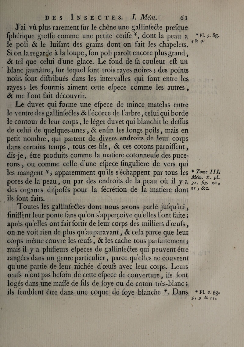 J’ai vù plus rarement fur le chêne une gallinfeête prefque fphérique greffe comme une petite cetife dont la peau a le poli & le luifant des grains dont on fait les chapelets. Si on la regarde à la loupe, fon poli paroît encore plus grand, & tel que celui d’une glace. Le fond de fa couleur eft un blanc jaunâtre, fur lequel font trois rayes noires > des points noirs font diftribués dans les intervalles qui font entre les rayes j les fourmis aiment cette efpece comme les autres, Si me font fait découvrir. Le duvet qui forme une efpece de mince matelas entre le ventre des gallinfeêles Si l’écorce de l’arbre, celui qui borde le contour de leur corps, le léger duvet qui blanchit le deffus de celui de quelques-unes , & enfin les longs poils, mais en petit nombre, qui partent de divers endroits de leur corps dans certains temps, tous ces fils, & ces cotons paroiffent, dis-je, être produits comme la matière cotonneufe des puce¬ rons , ou comme celle d une efpece finguliere de vers qui les mangent apparemment qu’ils s’échappent par tous les pores de la peau, ou par des endroits de la peau où il y a des organes dilpofés pour la fécrétion de la matière dont ils font faits. ^ Toutes les gaîlinfeêles dont nous avons parlé jufqu’ici, finiffent leur ponte fans qu’on s’apperçoive qu elles l’ont faite > après qu elles ont fait fortir de leur corps des milliers d’œufs, on ne voit rien de plus qu’auparavant, & cela parce que leur corps même couvre les œufs, & les cache tous parfaitement i mais il y a plufieurs efpeces de gallinfeêles qui peuvent être rangées dans un genre particulier, parce qu elles ne couvrent qu’une partie de leur nichée d’œufs avec leur corps. Leurs œufs n’ont pas befoin de cette efpece de couverture, ils font logés dans une maffe de fils de foye ou de coton très-blanc i ils femblent être dans- une coque de foye blanche Dans * Pl. s. fig. 3 & Tome IIJ^ Mcm. X, pl, J*, fig* zo ^ zz , &C. ^ Pl. g. fig* Si 9 ^ 2