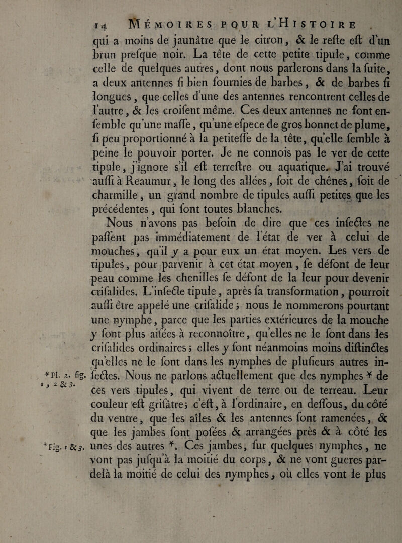 ■''PI. i t, Z Sc • fig. 3» 'Fig. ^ 14 îJlÉMOiREs POUR L Histoire qui a moins de jaunâtre que le citron, & le relie ell d’un brun prefque noir. La tête de cette petite tipule, comme celle de quelques autres, dont nous parlerons dans la fuite, a deux antennes lî bien fournies de barbes, & de barbes li longues, que celles d’une des antennes rencontrent celles de l’autre, & les croifent même. Ces deux antennes ne font en- femble qu’une malTe, qu’une efpece de gros bonnet de plume, li peu proportionné à la petiteffe de la tête, quelle femble à peine le pouvoir porter. Je ne connois pas le ver de cette tipule, j’ignore s’il eft terreftre ou aquatique.. J’ai trouvé aulfi à Reaumur, le long des allées, foit de chênes, foit de charmille j un grand nombre de tipules aulfi petites que les précédentes , qui font toutes blanches. Nous n’avons pas befoin de dire que ces infeéles ne palîènt pas immédiatement de l état de ver à celui de mouches, qu il y a pour eux un état moyen. Les vers de tipules, pour parvenir à cet état moyen, fe défont de leur peau comme les chenilles fe défont de la leur pour devenir crifalides. L’infeéle tipule, après fa transformation, pourroit aulfi être appelé une crifalide -, nous le nommerons pourtant une nymphe., parce que les parties extérieures de la mouche y font plus aifées à reconnoître, quelles ne le font dans les crifalides ordinaires ; elles y font néanmoins moins diftinéles qu elles ne le font dans les nymphes de plufieurs autres in¬ feéles. Nous ne parlons aéluellement que des nymphes ^ de ces vers tipules, qui vivent de terre ou de terreau. Leur couleur ell grifâtrej c’efl,à l’ordinaire, en delTous, du côté du ventre, que les ailes & les antennes font ramenées, Sc que les jambes font pofées & arrangées près & à côté les unes des autres Ces jambes, fur quelques nymphes, ne vont pas jufqu’à la moitié du corps, & ne vont gueres par- delà la moitié de celui des nymphes, où elles vont le plus