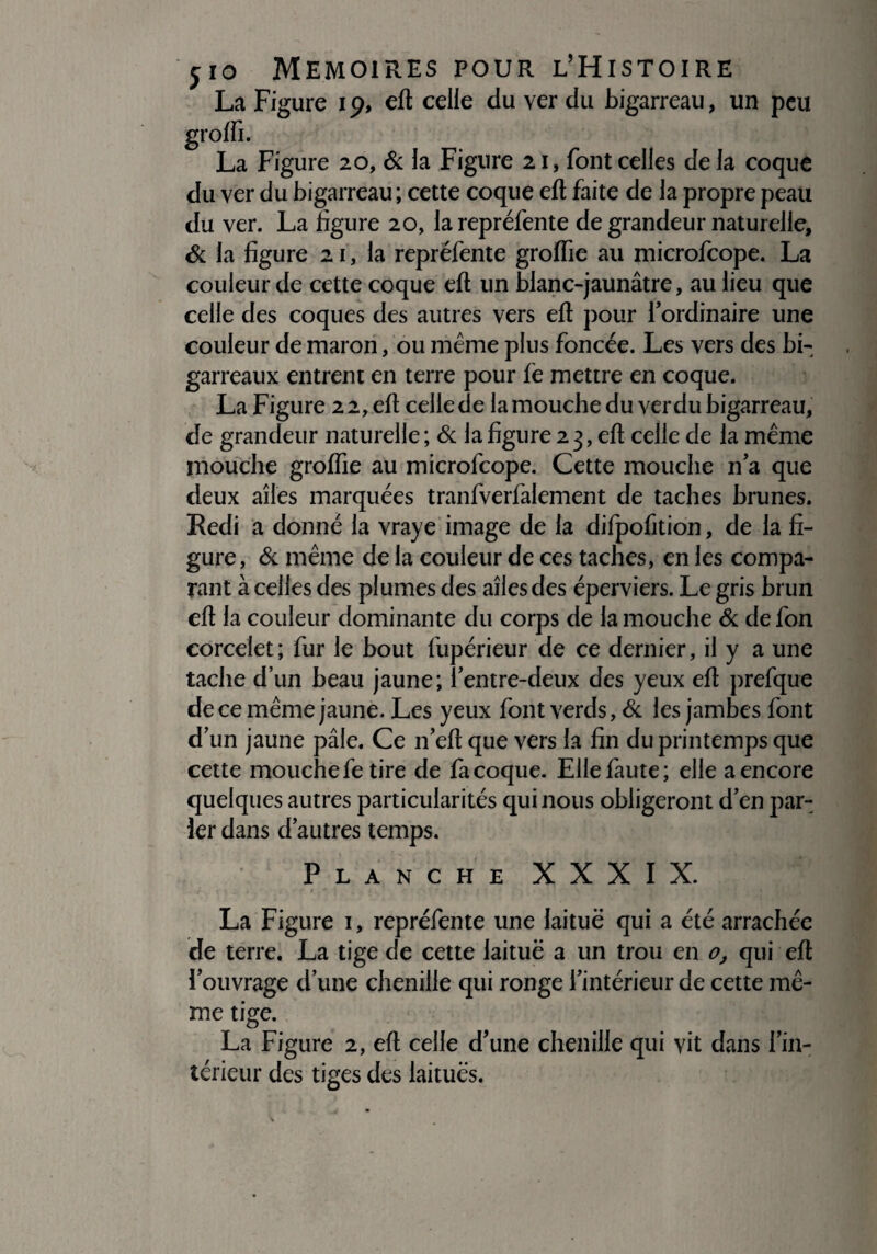 La Figure 19, efl celle du yer du bigarreau, un peu grolfi. La Figure 20, 6c la Figure 21, font celles delà coque du ver du bigarreau; cette coque ell faite de la propre peau du ver. La ligure 20, la repréfente de grandeur naturelle, 6c la ligure 21, la repréfente grolfie au microfcope. La couleur de cette coque ell un blanc-jaunâtre, au lieu que celle des coques des autres vers ell pour l'ordinaire une couleur de maron, ou même plus foncée. Les vers des bi¬ garreaux entrent en terre pour lé mettre en coque. La Figure 22, ell celle de la mouche du ver du bigarreau, de grandeur naturelle; 6c la ligure 23, ell celle de la même mouche grolfie au microfcope. Cette mouche n’a que deux ailes marquées tranfverfalement de taches brunes. Redi a donné la vraye image de la difpofition, de la fi¬ gure, 6c même de la couleur de ces taches, en les compa¬ rant a celles des plumes des ailes des éperviers. Le gris brun ell la couleur dominante du corps de la mouche 6c de fon corcelet; fur le bout fupérieur de ce dernier, il y a une tache d’un beau jaune; l’entre-deux des yeux ell prefque de ce même jaune. Les yeux font verds, 6c les jambes font d’un jaune pâle. Ce n’ell que vers la lin du printemps que cette mouche fe tire de fa coque. Elle faute; elle a encore quelques autres particularités qui nous obligeront d’en par¬ ier dans d’autres temps. Planche XXXIX. La Figure 1, repréfente une laitue qui a été arrachée de terre. La tige de cette laitue a un trou en o, qui eû l’ouvrage d’une chenille qui ronge l’intérieur de cette mê¬ me tige. La Figure 2, ell celle d’une chenille qui vit dans l’in¬ térieur des tiges des laitues.