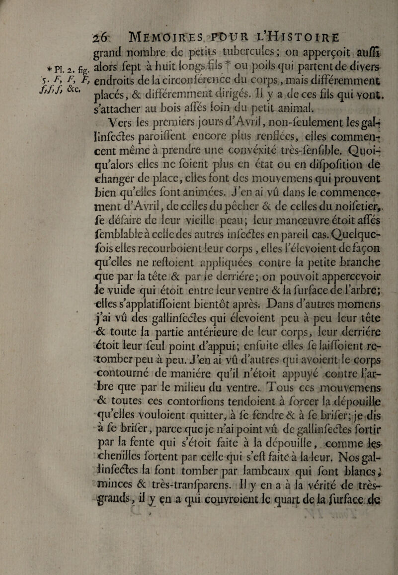 grand nombre de petits tubercules ; on apperçoit aufîl *PI. 2. fig. alors fept à huit longs fils * ou poils qui partent de divers 5* F> F, endroits de la circonférence du corps, mais différemment ff>J> pjac^s> & différemment dirigés. Il y a de ces fils qui vont, s'attacher au bois affés loin du petit animal. Vers les premiers joursd'Avril, non-lèulement lesgal-j îinfeétes paroiffent encore plus renflées, elles commen¬ cent même à prendre une convexité très-fenfible. Quoi- qu'alors elles ne foient plus en état ou en difpofition de changer de place, elles font des mouvemens qui prouvent bien qu'elles font animées. J'en ai vu dans le commence¬ ment d'Avril, de celles du pêcher & de celles du noifetiejv fe défaire de leur vieille peau; leur manœuvre étoit affés femblable à celle des autres inleétes en pareil cas. Quelque¬ fois elles recourboient leur corps, elles l'élevoient de façon qu'elles ne refloient appliquées contre la petite branche que par la tête & par le derrière; on pouvoir appercevoir Je vuide qui étoit entre leur ventre & la furface de l'arbre; elles s'applatiffoient bientôt après. Dans d'autres momens j'ai vû des gallinfcéles qui élevoient peu à peu leur tête & toute la partie antérieure de leur corps, leur derrière <étoit leur feul point d'appui; enfuite elles felaiffoient re¬ tomber peu à peu. J'en ai vû d'autres qui avoient le corps contourné de manière qu'il n'étoit appuyé contre l'ar¬ bre que par le milieu du ventre. Tous ces mouvemens & toutes ces contorfions tendoient à forcer la dépouille qu'elles vouloient quitter, à fe fendre & à fe brifer; je dis à fe brifer, parce que je n'ai point vû de gallinfeéfes fortir par la fente qui s'étoit faite à la dépouille, comme les chenilles fortent par celle qui s'efl faite à la leur. Nosgal- Jinfeétes la font tomber par lambeaux qui font blancs; minces & très-tranfparens. Il y en a à la vérité de très- grands, il y; en a qui couvraient le quart de la furface de