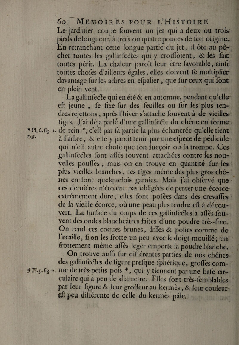 *PI. 6.6g. ?PÎ.5.fig. 6o MEMOIRES POUR L’HiSTOIRE Le jardinier coupe fouvent un jet qui a deux ou trois' pieds de longueur, à trois ou quatre pouces de Ton origine. En retranchant cette longue partie du jet, il ôte au pê¬ cher toutes les gallinfeôtes qui y croiffoient, & les fait toutes périr. La chaleur paroît leur être favorable, ainfi toutes chofes d’ailleurs égales, elles doivent fe multiplier davantage fur les arbres en efpalier, que fur ceux qui font en plein vent. La gallinfeéle qui en été & en automne, pendant qu’elle eft jeune , fe fixe fur des feuilles ou fur les plus ten¬ dres rejettons , après l’hiver s’attache fouvent à de vieilles tiges. J’ai déjà parlé d’une gallinfeéte du chêne en forme . de rein *, c’cft par la partie la plus échancrée qu’elle tient à l’arbre, & elle y paroît tenir par une elpece de pédicule qui n’eft autre choie que fon fucçoir ou fa trompe. Ces gallinfcôtes font affés louvent attachées contre les nou¬ velles pouffes , mais on en trouve en quantité fur les- plus vieilles branches , les tiges même des plus gros chê¬ nes en font quelquefois garnies. Mais j’ai obfèrvé que ces dernières n’étoient pas obligées de percer une écorce extrêmement dure, elles font pofées dans des crevaffes de la vieille écorce, où une peau plus tendre efl à décou¬ vert. La fùrface du corps de ces gallinfeéles a affés fou¬ vent des ondes blancheâtres faites d’une poudre très-fine. On rend ces coques brunes, lifTes & polies comme de l’ecaille, fion les frotte un peu avec le doigt mouillé; un frottement même affés leger emporte la poudre blanche. On trouve auffi fur différentes parties de nos chênes des gallinfeétes de figure prefque fphérique, groffes com- , me de très-petits pois *, qui y tiennent par une bafe cir¬ culaire qui a peu de diamètre. Elles font très-femblables par leur figure & leur groffeur au kermès, & leur couleur dl peu différente de celle du kermès pâle.
