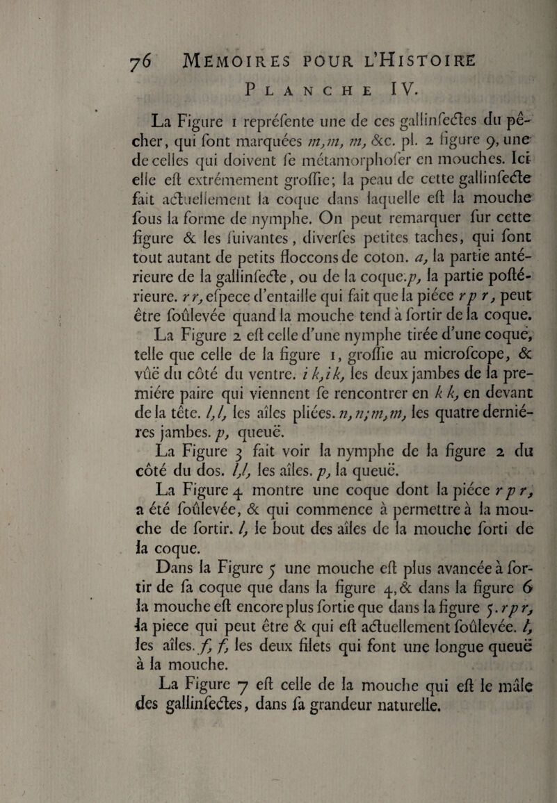 • t Planche IV. La Figure i repréfente une de ces gallinfedes du pê¬ cher, qui font marquées m,m, m, &c. pl. 2 figure 9, une de celles qui doivent fe métamorphofer en mouches. Ici elle eft extrêmement groffie; la peau de cette gallinfeéle fait actuellement la coque dans laquelle eft la mouche fous la forme de nymphe. On peut remarquer fur cette figure & les fuivantes, diverfes petites taches, qui font tout autant de petits flocconsde coton, a, la partie anté¬ rieure de la gallinfeCte, ou de la coque:/?, la partie pofté- rieure. rr,efpece d’entaille qui fait que la pièce rp r, peut être foulevée quand la mouche tend à fortir de la coque. La Figure 2 eft celle d’une nymphe tirée d’une coque, telle que celle de la figure 1, groftie au microfcope, & vue du côté du ventre, i k,ik, les deux jambes de la pre¬ mière paire qui viennent fe rencontrer en k k, en devant delà tête. 44 les ailes pliées. n,n;m>m, les quatre derniè¬ res jambes, p, queue. La Figure 3 fait voir la nymphe de la figure 2 du côté du dos. 44 les ailes. p} la queue. La Figure 4 montre une coque dont la pièce r p r, a été foulevée, & qui commence à permettre à la mou¬ che de fortir. 4 Ie bout des ailes de la mouche forti de la coque. Dans la Figure 5 une mouche eft plus avancée à for- tir de fa coque que dans la figure 4,6c dans la figure 6 la mouche eft encore plus fortie que dans la figure 5. rp r, 4a piece qui peut être & qui eft actuellement foulevée. 4 les ailes, f f les deux filets qui font une longue queue à la mouche. La Figure 7 eft celle de la mouche qui eft le mâle des gallinfeétes, dans fa grandeur naturelle.