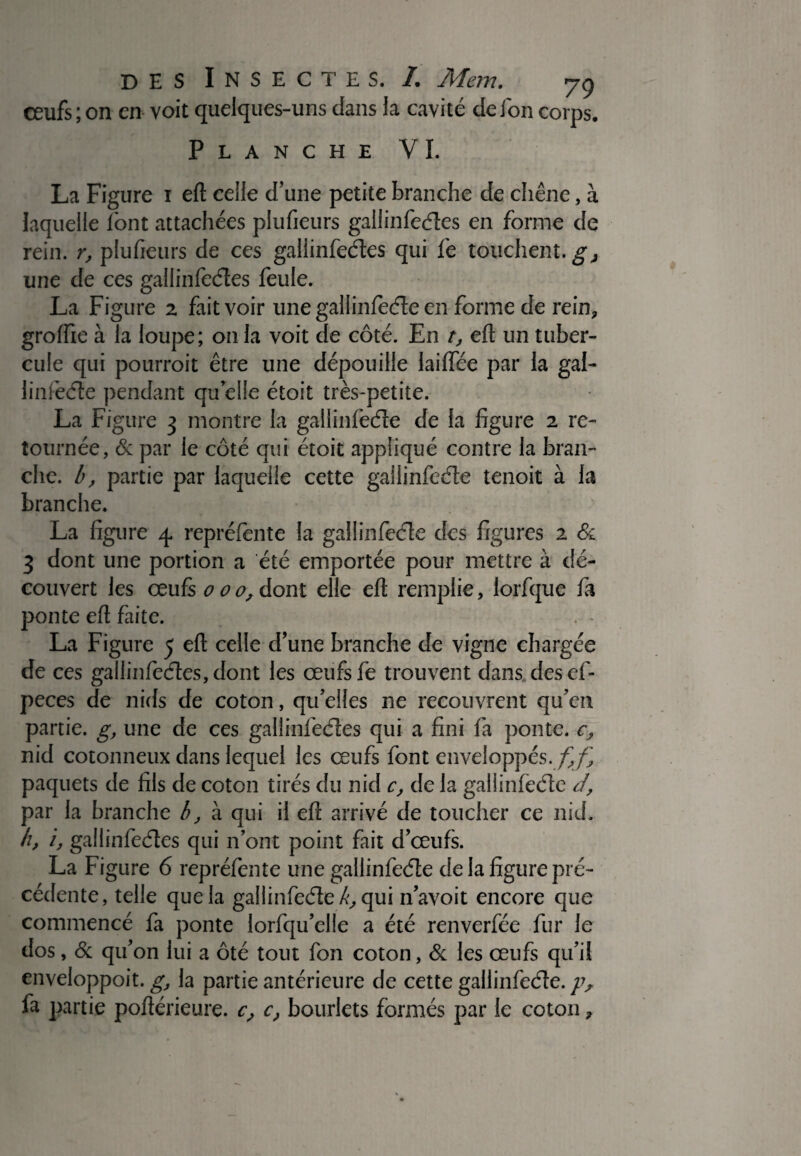 œufs ; on en voit quelques-uns dans la cavité de Ion corps. Planche VI. La Figure i eft celle d’une petite branche de chêne, à laquelle l'ont attachées plufieurs gallinfeétes en forme de rein, r, plufieurs de ces gallinfeétes qui fe touchent, g, une de ces gallinfeétes feule. La Figure 2 fait voir une gallinfeéte en forme de rein, groffie à la loupe; on la voit de côté. En t, eft un tuber¬ cule qui pourroit être une dépouille lailfée par la gai- linfieéte pendant quelle étoit très-petite. La Figure 3 montre la gallinfèéîe de la figure 2 re¬ tournée, & par le côté qui étoit appliqué contre la bran¬ che. b, partie par laquelle cette gallinfeéte tenoit à la branche. La figure 4. repréfente la gallinfeéte des figures 2 & 3 dont une portion a été emportée pour mettre à dé¬ couvert les œufs 000, dont elle eft remplie, lorfque fia ponte eft faite. La Figure 5 eft celle d’une branche de vigne chargée de ces ga!linfeétes,dont les œufsfe trouvent dans des ef- peces de nids de coton, qu’elles 11e recouvrent qu’en partie, g, une de ces gallinfeétes qui a fini fia ponte, c, nid cotonneux dans lequel les œufs font enveloppés, ff paquets de fils de coton tirés du nid c, de la gallinfeéte ci, par la branche b, à qui il eft arrivé de toucher ce nid. h, i, gallinfeétes qui n’ont point fait d’œufs. La Figure 6 repréfente une gallinfeéte de la figure pré¬ cédente, telle que la gallinfeéte^qui n’avoit encore que commencé fa ponte lorfqu’elle a été renverfée fur Je dos, & qu’on lui a ôté tout fon coton, & les œufs qu’il enveloppoit. g, la partie antérieure de cette gallinfeéte. p, fa partie poftérieure. c? c, bourlets formés par le coton ?