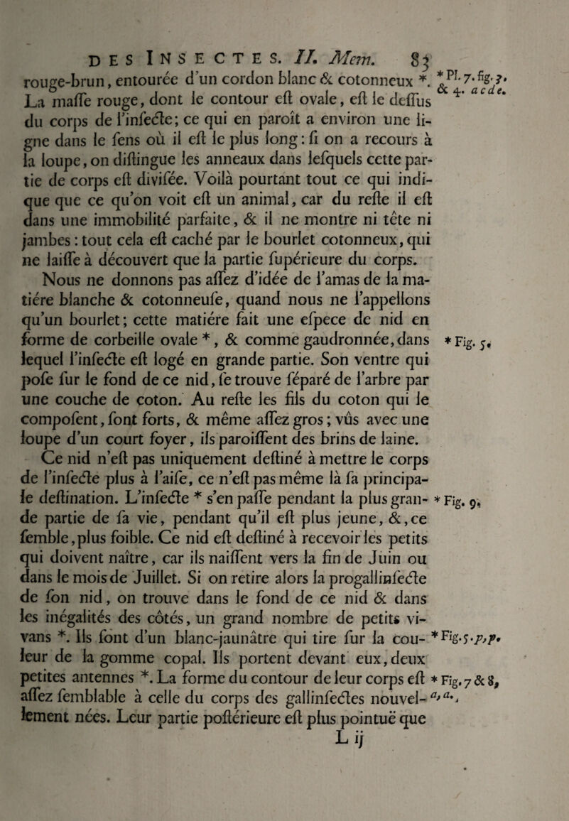 rouge-brun, entourée dun cordon blanc & cotonneux * La maflè rouge, dont le contour eft ovale, eft le defiùs ac du corps de finfeéle; ce qui en paroît a environ une li¬ gne dans le fens où il eft le plus long : fi on a recours à la loupe, on diftingue les anneaux dans lefquels cette par¬ tie de corps eft divifée. Voilà pourtant tout ce qui indi¬ que que ce quon voit eft un animal, car du refte il eft dans une immobilité parfaite, & il ne montre ni tête ni jambes : tout cela eft caché par le bourlet cotonneux, qui 11e laifle à découvert que la partie fupérieure du corps. Nous ne donnons pas aflfez d’idée de l’amas de la ma¬ tière blanche & cotonneufè, quand nous ne l’appelions qu’un bourlet; cette matière fait une efpece de nid en forme de corbeille ovale *, & comme gaudronnée,dans *Fig. 5, lequel l’infeéle eft logé en grande partie. Son ventre qui pofe fur le fond de ce nid, fe trouve féparé de l’arbre par une couche de coton. Au refte les fils du coton qui le compofent, font forts, & même aflez gros ; vus avec une loupe d’un court foyer, ils paroiffent des brins de laine. Ce nid n’eft pas uniquement deftiné à mettre le corps de l’infeéle plus à l’aife, ce n’eft pas même là fa principa¬ le deftination. L’infeéle * s’en paffe pendant la plus gran- * Fig. 9, de partie de fa vie, pendant qu’il eft plus jeune, & ,ce femble,plus foible. Ce nid eft deftiné à recevoir les petits qui doivent naître, car ils naiflent vers la fin de Juin ou dans le mois de Juillet. Si on retire alors la progallinfèéle de fon nid, on trouve dans le fond de ce nid & dans les inégalités des côtés, un grand nombre de petits vi- vans *. Ils font d’un blanc-jaunâtre qui tire fur la cou- leur de la gomme copal. Ils portent devant eux,deux petites antennes *. La forme du contour de leur corps eft *Fig,7&8, aflez femblable à celle du corps des gallinfeéles nouvel- a*a** lement nées. Leur partie poftérieure eft plus pointue que Lij