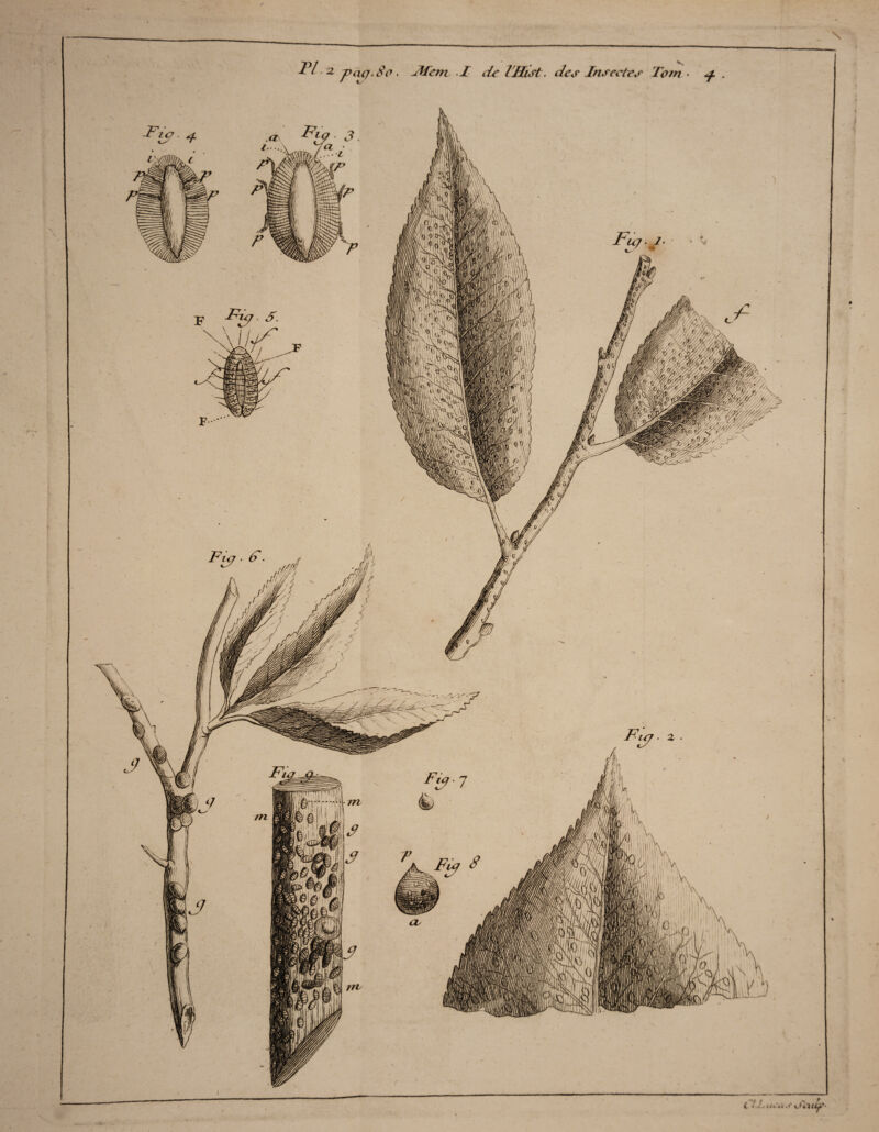 \ V, 2 p<uj. 8 o . Æem I de lHist. des Insectes Tom • <f. . Fie; ^ ([ » •' «4