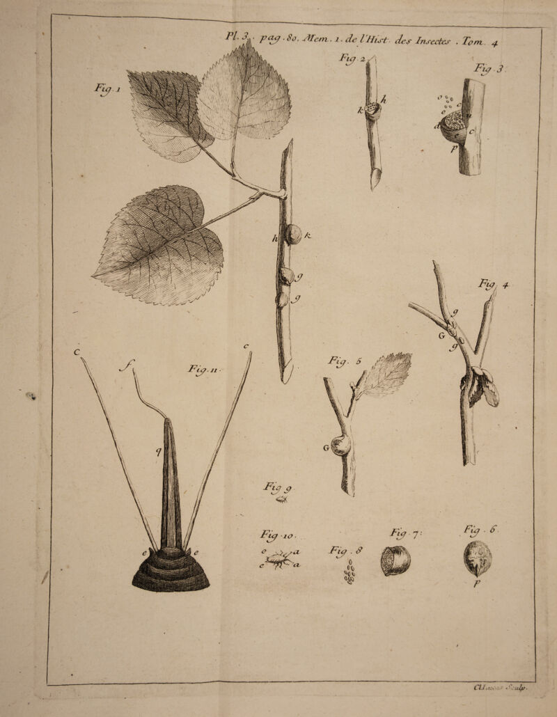 PL 3* pcuÿ . So, yiTem » i, de lUist des Insectes , Tarn 4 Fui 2, Z\ Fiy 3 Fia ■ 7 » s w Fùj • ^ Fie7.3 0 H V) ClJ-ti\. > *' :ulp 9