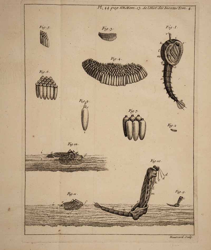 I !< ' PLS j. 4 Pcuy . 636J\/e/n . . dp IHistrdesInsactes Tarrv. Hiiiursard Scalp- /