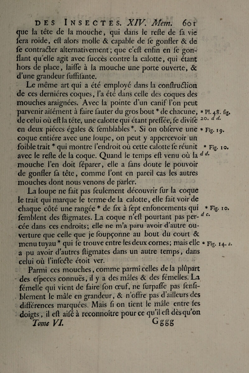 que la tête de la mouche, qui dans le refte de fa vie fera roide, eft alors molle & capable de fe gonfler & de fe contraéter alternativement ; que c’eft enfin en fe gon¬ flant qu'elle agit avec luccès contre la calotte, qui étant hors de place, laide à la mouche une porte ouverte, & d’une grandeur fuffifante. Le même art qui a été employé dans la conftruêUon de ces dernières coques, la été dans celle des coques des mouches araignées. Avec la pointe d’un canif l’on peut parvenir ailément à faire fauter du gros bout * de chacune, * pi. 48. fig. de celui où eft la tête, une calotte qui étant preffèe, fe divife 20# d d' en deux pièces égales & femblabies*. Si on obferve une * Fig. 19. coque entière avec une loupe, on peut y appercevoir un foible trait * qui montre l’endroit où cette calotte fe réunit * Fig. io. avec le refte de la coque. Quand le temps eft venu où la d d% mouche fen doit féparer, elle a fans doute le pouvoir de gonfler fa tête, comme font en pareil cas les autres mouches dont nous venons de parler. La loupe ne fait pas feulement découvrir fur la coque le trait qui marque le terme-de la calotte, elle fait voir de chaque côté une rangée * de fix à fept enfoncements qui * Fig. io. femblent des ftigmates. La coque n’eft pourtant pas per- d c* cée dans ces endroits; elle ne m’a paru avoir d’autre ou¬ verture que celle que je foupçonne au bout du court & menu tuyau* qui fe trouve entre les deux cornes; mais elle * Fig. 14.*. a pu avoir d’autres ftigmates dans un autre temps, dans ui où l’infcéîe étoit ver. Parmi ces mouches, comme parmi celles delà plupart - des efpeces connues, il y a des mâles & des femelles: La femelle qui vient de faire fon œuf, ne furpafle pas fenfi- blement le mâle en grandeur, & n’offre pas d’ailleurs des différences marquées. Mais fi on tient le mâle entre^fes doigts, il eft aifé à reconnoître pour ce qu’il eft dès qu’on Tome VI. Gggg ce /