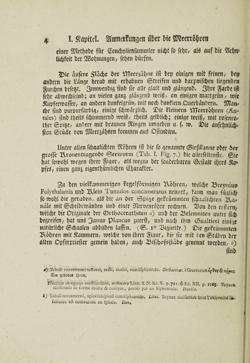 I. Sfapitcl. Sfantetfutiäet! üDer bi« SD'iem’S&reti einet fDlcthobe für Sonchbüenfammler nicht fo [ehr, aß auf bie 9iehw tichfeit ber 2Bohnungen, fel)en bürfett. ©ie aufere Stacfec 6er ttTeerjäftne ifl bet) eiligen mit feinen, bet? flnbern bie Sänge herab mit erhabnen (Streifen tmb barjwtfcben liegenbett gureben befeljt. Snnwenbig finb fie alle glatt unb gldnjenb. 3bre garte ift fef)r abmednelnb; an fielen ganj glänjenb weif, an einigen mattgrtm, wie ^upferroaffer, an andern bimfelgrün, mit noch tnnfiern Duerbänberm 9JTaw dje finb purpurfarbig, einige fehwärjlicb. Sic fleinern PTeerrobren (An* tales) linb tbeilft fcijimmernb weif, tijeitö gelblich; einige weiß, mit rofenro* tber©pihe, attbere mit braunen Gingen umgeben u- f. w. Sie anfefjnlich* $en ©tüefe von üUcerjähnen fomtnen au3 OftinOren- - Unter allen fdtaalicbtett Siobren ift bie fo genannte ©tejjfänne ober 6er groffe Rronentrageode ©eewtirm (Tab. I. Fig. 7.) bie allerfeltcnfte. ©te bat foroobl wegen ihrer gigur, als wegen ber fonberbarett ©eftalt üjteö pfe$, einen gang eigentümlichen ü'ljataftcr. 3u ben ütelbammerigen fegdformigen bohren, welche 23re,ymiu» Polythalamia tmb lUein Tumulos concameratos nennet/ fnnn man füglich’ fo wohl bie geraden, aß bie an der ©pige gebrummten fcftualichteii jwp näle mit ©ebeibewänben unb einer 9ten>enröi)re rechnen. Son ben eijlerti/ Welche bie Originale ber ©vthocerathiten «> unb ber Selemniten unter lieft begreifen/ hat un$ 3anuo plancus juerft, unb nach ihm ©uaittew einige natürliche ©ebaalen abbilben taffen. (©. ilc Vignette.) Sie gebrummten Rohren mit Kammern, weKfte oon ihrer gigur,, bie |ie mit ben ©täten ber ölten Opferprieftcr gemein haben, auch 23tf<bofe|täbe genennt werben, 4} finb #) Tubuli' concamerati'fceftacei, redti, oonici, cumSiphuncuIö. Örtboceras. äGraecornmo^öf&HtyAxj; <£tn gcrabee Jg>ci:n* Nautilus ekmgatus ere&iüseülus, orftöcera Liün. S.N. Ed. X. p. 71 r. & Ed. XII. p. 11Ö3.. Tuyaux- cloifonnes de forme drohe &conique, perces par un Siphoncule. Davila. Tubuliconcamerati, apicefubipirali eumSiphunculo« LituiIuyaux cloifonUÄ clont 1’eXürcniit^ iB» fericure eh conto en lpirale« Dav*