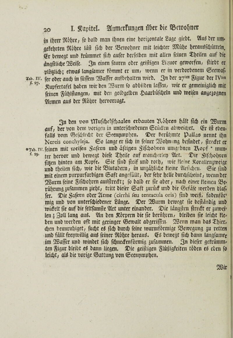 ao I. Sapitel. 2(ttmetfungen über frie ®ett)ofjncr j» ihrer 3i6^ve, fo balb man ifjntn eine horijontale Sage giebt. SluS her um* gelehrten Sichre idfi (ich ber 25ewcl)ner mit leichter fölütjc berauafdnitteln, 6r bewegt unb frümmet ficb aufer bcrfclben mit alten feinen Sheilen auf bie ängftticbe 2ßeife. 3n einen fauren ober geizigen Signor geworfen, (liebt er ptbljHd); etwa« (angfamer fömmt er um, wenn er in verbotenem ©eewaf i»b. iv. ftr Oott auch in füflTem Ißafer aufbehalten wirb. 3« ber 27 gigur ber IV«n *'v' 5fupfertafel haben würben 3Burm fo abbilben tafien, wie er gemeiniglich mit feinen gühlftangen, mit bei? golbgelben .paarbüfcbeln unb weifen «ngegognen Slrmen Mi ber Sichre hervorragt. I 3n ben von VHufcftclfifcaalen erbauten ^6l>ren hält fleh ein 2Surm auf, ber von bem vorigen in unterfcbiebenen ©rüden abweichet, (fr ift eben* falls vom ©cfcblrdjt ber ©fenpmphen. ®er berühmte Pallas nennt ihn Nereis conchyleja. ©0 lange er ü'ch in feiner SBobmmg befinbet, firoefet er ®x>b. iv. feinen mit weifen Wafern unb «fugen Sichren umgebnen Z\opf * uium f-29' tec hervor unb bewegt biefe 2heile auf wcwcbcrirp Slrt. ©ie {jifdhobren jjgen hinten am 5fopfc. ©ie jmb fleif unb roth, wie firne Roraiicngweige unb tbeiien fich, wie bie SSlutaöern, in ungäijlisbc fieme Siefrehen, ©ie ilnb mit einem purpurfarbigen ©aft angrfüllt, ber fehr helle burebfebemt, wenn ber SBurm feine gifebohren auöflrecfr; fo halb er He aber, nach einer flernen 23e* tübrung jufammen jieht, tritt biefer ©aft jurücf unb bie ©tfäfe werben blaf* fer. ©ie Sofern ober Sinne (cirrhi feu tentacula oris) jinb weif, föbenföt’ mig unb von unterfebiebener Sänge, ©er 2ßurm bewegt |1e bejiänbig unb wicfelt (ie auf bie feltfamfle Slrt unter einanber. ©ie längilen flrecft er juwei'- len § 3otl lang auS. Sin ben Körpern bie fie berühren, bleiben fit leicht fle* ben unb werben oft mit geringer ©ewalt abgeriffen- 28enn man baS 3!f>:er» eben beunruhiget, fuebt t$ (Ich bureb feine wurmförmige iSemegung ju retten unb fällt freiwillig aus feiner Stöbre heraus. di bewegt (ich bann langfamtr im 2Bafier unb winbet (ich febnedenförmig jufammtn. 3a biefer gefrümm-- ten gigur bleibt ti bann liegen, ©ie geifligen glüfigftiten toben es eben fo leicht, atf bie Porige ©attung von ©cenpmpben. 2ßir