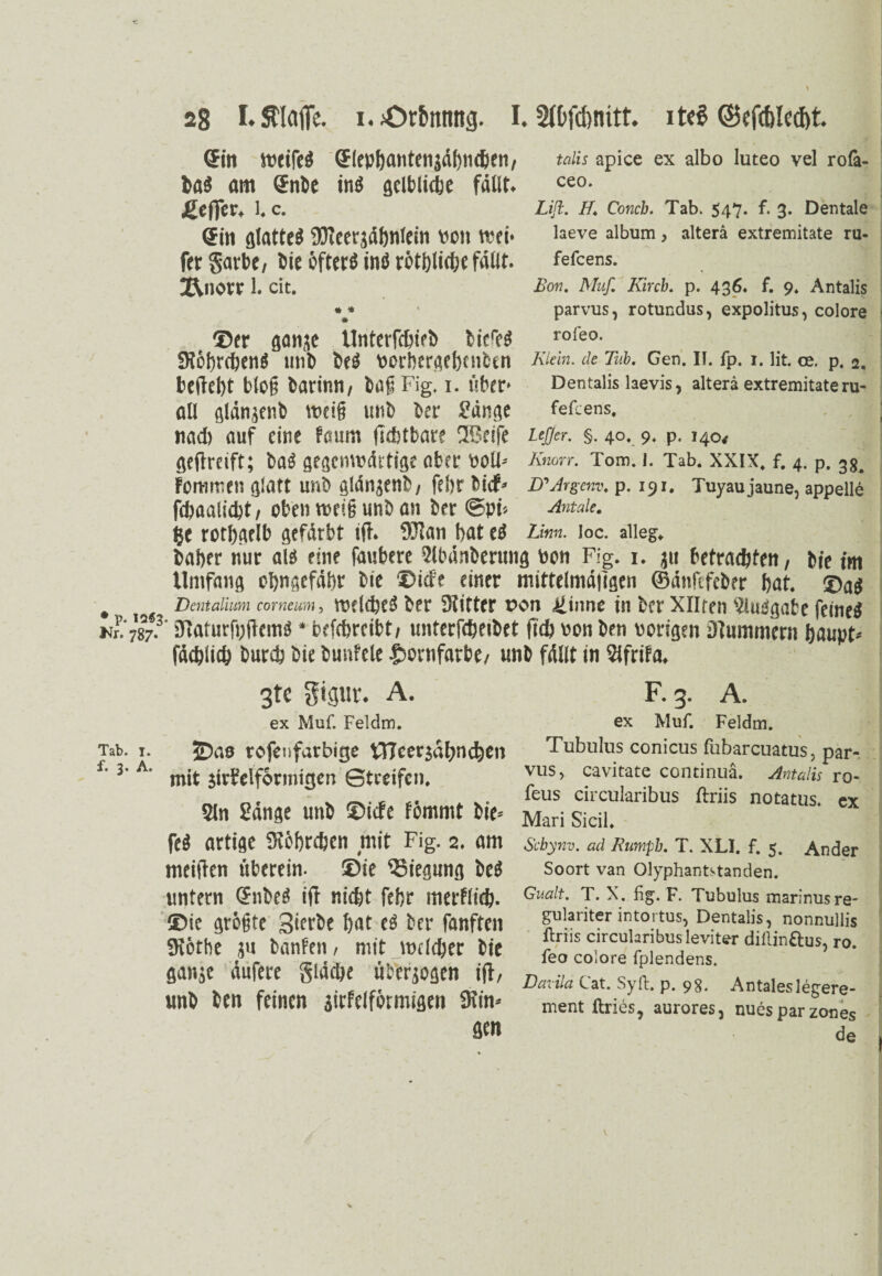 Sin weifcö Sltphanttnjäfmt&en, talis apice ex albo luteo vel rofa- ba$ am ®nbe in$ gelbliche fällt. ceo- jgeffer» l. c. Lift, //. Conch. Tab. 547. f. 3. Dentale (Sin glattes iffleersäfmlein von wti> beve album > a|tera extremste ra- ftr Sarbt/ bie öfters inö rötfjliche fällt. fefcens. 1. cit. Bon, Muf. Kircb, p. 436* f. 9. Antalis *#* parvus, rotundus, expolitus, colore ©er tjan^e Unterfdneb biere$ ro{eo- SR6l)rd)enÖ mit) be$ ^OrberAeb^lCtn Klein, de Tub, Gen. II. fp. i. lit. ce. p. 2, bcftef)t bloß barimi/ baßFig, i. über* Dentalis laevis, altera extremitateru- all öldn^enb weiß unb ber £dn$e fefcens. nad) auf eine Faum fldjtbare 2ßeife Lcjjer. §. 40. 9. p. 140* ßedreift; ba$ ßeßenwdrtiße ober Poll- Knorr. Tom. 1. Tab. xxix. f. 4. p. 3g# FOrtIrtien ßlatt unb ßldn^enb/ fd)r bi<f- D'Argenv, p. 191. Tuyaujaune, appelle febaalidjt, oben rneiß unb an bet ©pF Antale. i$e rotjjgelb gefärbt ijh 92lan bat ei Linn. Ioc. alleg. baber nur als eine faubere Slbänberttng von Fig. i. jtt betrachten/ bie im Umfang obngefäbr bie ®icfe einer mittelmäligen ©ätifefcber bat. ©a$ • 12S' Dentalium comeum, TOcIdjeS her Stifter von ümne in ber XHren 9lucigabe feinet vl'fö* Stafurfpjtems * befebreibt/ unterfdjeibet (tdb von ben vorigen Stummem ijaupt* fäcblicb bureb bie bunfelc £ornfarbe/ unb fällt in Sifrifa, Tab. I. f. 3. A. 3tc gigur. A. ex Muf. Feldm. ©äs rofeufarbige VTIcer$atmd)en mit $id?elf6rmigen Streifen. 5ln Sange unb ©idfe Fommt bie- fe$ artige SKobrcben mit Fig. 2. am meiden überein. ®ie 33iepnß be$ untern (£\\M id niefet febr merFlid). ®ie grogte Sterbe bat c$ ber fanften iKothe banFen, mit mddber bie öan$e dufere gldc&e fiWrjoßen id/ unb ben feinen airfelformißen Sin¬ sen F. g. A. ex Muf. Feldm. Tubulus conicus fubarcuatus, par¬ vus, cavitate continuä. Antalis ro- feus circularibus ftriis notatus, ex Mari Sicil. Scbynv. ad Kumpb. T. XLI. f. 5. Ander Soort van Olyphantstanden. Gualt, T. X. fig. F. Tubulus marinusre- gulariter intortus, Dentalis, nonnullis flriis circularibus leviter dillinftus, ro. feo colore fplendens. Davila Cat. Sy ft. p. 98. Antaleslegere- ment ftries, aurores, nuesparzones de V