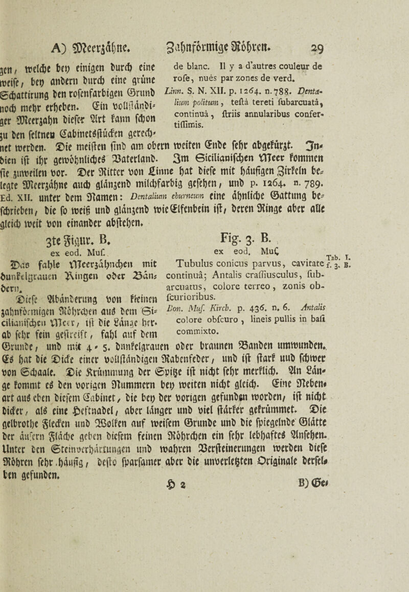 Tab jen / welche bei) einigen burcb eine de bianc. 11 y a d’autres couleur de weift, bei) anbern burcb eine grüne nues Par zones de verd. ©cbattirung ben rofenfarbigen ©rttnb Lhm- s-N- xii. p. 1204. n.788. Dem- „cd, metjr erbeben. Sin vollsldnbi* lium PoliMn > tefta tereti fubarcuatä, ger SKeerjabn tief« Slrt farm fcbon a ’ teis annulanbus confer' ju ben feitnen eabinetSftücf'tn gerech» net werben. ©ie weiften finb am obern weiten ©nbe febr abgefürjt. 3n* bien ift ihr gewöhnliches' 23aterlanb. 3m Sicilianifcben OTeer fommen fte juweilen »er. ©er Ritter von £inne bat biefe mit häufigen girfcln bei¬ legte SEReergäbne au* glänjenb milchfarbig gefeben, unb p. 1264. n. 789. Ed. xii. unter bem Stamen: Dmtaiium ebumam eine ähnliche ©attung bc- febritben, bie fo weift unb gidnjenb wie Elfenbein ift, btren Siinge aber alle gleich weit non cinanber abfteben. 3te Staut. B. Fig. 3. B. , ex eod. Muf.. ex eod. MuC 2V.8 fable XlTcerjdbncben mit Tubulus conicus parvus, cavitatef.3 hunfdgrauen }\ingen ober San« continuä; Antalis crafliusculus, fub- arcuatns, colore terreo , zonis ob- ©iefe Stbdnbmmg ben fleincn feurioribus. jafcnförmigen Siöbrcben and bem St* 1!on- Muf- 1{irc!l' p> 4.3<5t n* 6\ ^ntLa!‘* ciliulitfcbcii vllca / ift bie Sdngc btt« colore obfeuro , lineis pulhs in bau ab febr fein geftreift, fabl auf bem commixto. ©runbe, unb mit 4* 5. bnnfclgrauen ober braunen ftSanben umwunben., ö« bat bie ©iefe einer vollftdnbigcn Slabcnfeber, unb ift ftarf uub febwer von ©ebaale. ©ie Krümmung ber ©pige ift nicht febr merflich. Sin San* ge fommt eS ben vorigen Stummem bei) wetten nicht gleich, ©ine Stehen* art aus eben biefem Snbinet, bie bei) ber vorigen gefunben worben, ift nicht biefer, als eine ©eftnabel, aber länger unb viel ftärfer gefrümmet. ©ie gelbrotbe glecfen unb 2ßolfen auf wtifem ©runbe unb bie fpicgelnbe ©latte ber äufern fläche geben biefem feinen Stöbrcben ein febr lebhaftes Slnfeben. Unter ben ©temoerbämmgen unb wahren ©erfteinerungen werben biefe Slöbren febr.bduftg, hefte fparfamer aber bie unverlegten Originale berfel# ben gefunben, _ Sb 3 B) ©e<