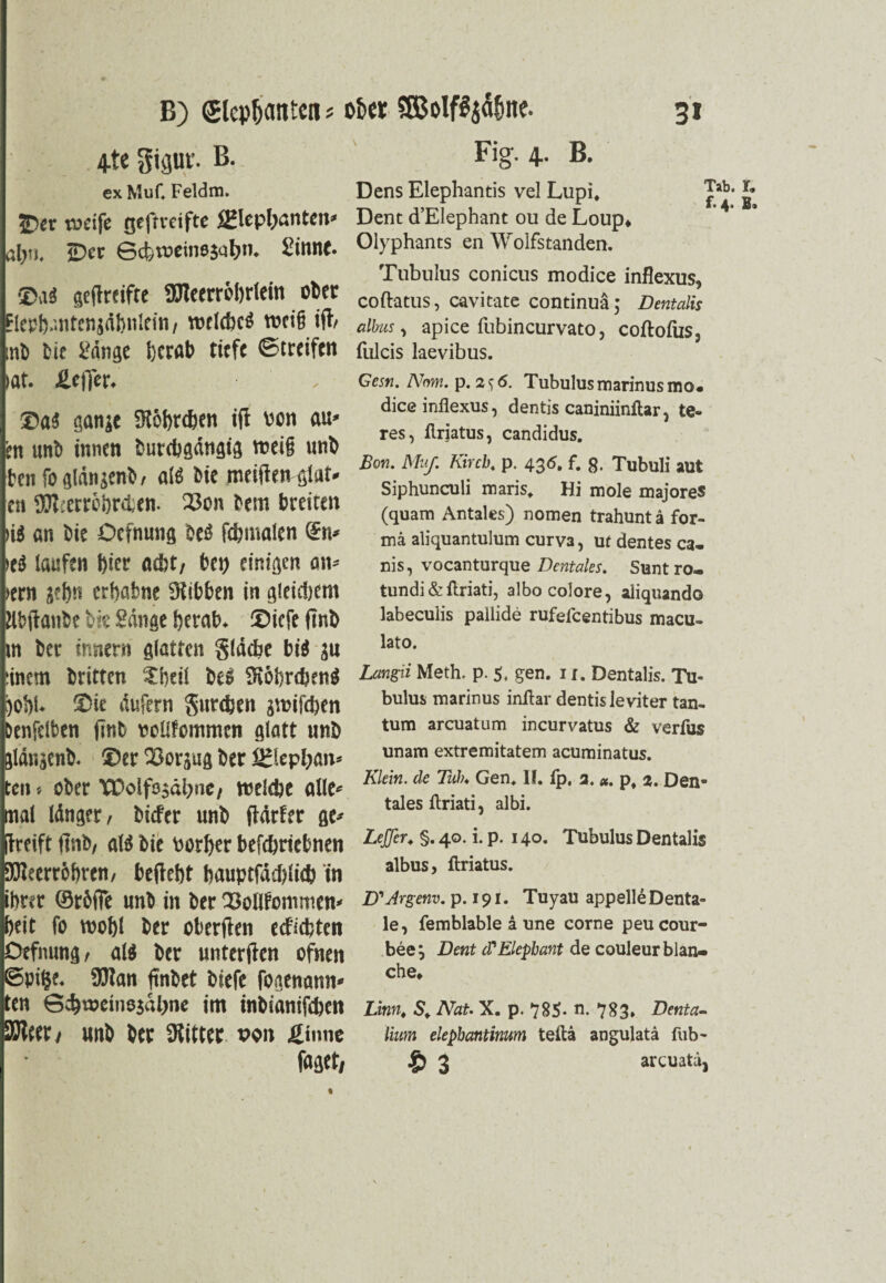 4te gigur. B. ex MuC Feldm. 5>er weife geftveifte Sglepbanten* ©er Schwemejabn. 2inne- gefireifte OTeerrehrlein ober Flerhmiten jähnlein, welche^ wei§ ifi, mb bie Hänge herab tiefe ©treifen lat. üeffer. ®a$ aanje SKöfirthen ifi von au» en uiib innen burdjgängig weif unb ten fo glängenb, alä bie meiften glut» en SRterr&hnben. 23on bem breiten ii« an bie Ocfnung beö ftfimalen Sn* )ti laufen f)ier acht, bei) einigen an» »cm j?f)n erhabne ÜRibben in gleichem Hbfianbe bk Hänge herab, ©iefe finb in ber innern glatten gläcbc biä ju linem britten '£hetl bcs St&brdjenä gehl- ®ie äufern gureben junfeben Dcnftlben finb ooüfommcn glatt unb glänscnb. ®er 23orjug ber Stephan» ten» ober rüolfajähne, welche alle» mal länger, biefer unb fiärfer ge» fireift finb, als* bie Porljer beftfiriebnen SDleerrchren, befieht bauptfätblitb in ihrer OrölTe unb in ber QSoIlfoimmen» heit fo wohl ber oberfien ecficfcten Otfmmg, ali ber unterfien ofnen ©pilje. 9Jtan finbet biefe fogenann» ten S^wcinejähne im inbianifihen SSfieer, unb ber Witter wn ginne faget, Fig. 4. B. Dens Elephantis vel Lupi. 'j Dent d’Elephant ou de Loup» Olyphants en Wolfstanden. Tubulus conicus modice inflexus, coftatus, cavitate continuä; Dentalis albus, apice fubincurvato, coftofus, fulcis laevibus. Cesn. Nom. p. 2^6. Tubulus marinusmo« dice inflexus, dentis caniniinftar, te« res, flriatus, Candidus. Bon. Muf. Kircb. p. 436. f. g, Tubuli aut Siphunculi maris. Hi mole majoreS (quam Antales) nomen trahunt ä for¬ ma aliquantulum curv3, uf dentes ca* nis, vocanturque Dentales. Suntro- tundi & ftriati, albocolore, aliquando labeculis pallide rufefcentibus macu- lato. Langii Meth, p. 5. gen. n. Dentalis. Tu¬ bulus marinus inflar dentis leviter tan- tum arcuatum incurvatus & verfus unam extremitatem acuminatus. Klein, de Tub♦ Gen. If. ip. 2. «. p, 2. Den¬ tales flriati, albi. LeJJer. §. 40. i. p. 140. Tubulus Dentalis albus, flriatus. U'Argenv. p. 191. Tuyau appell£ Denta¬ le, femblable a une corne peucour- bee j Dent (PElephant de couleur blan» che» Lim♦ 5. Nat. X. p. 785* n. 783* Denta- lium elepbantinum tefta angulatä fub- § 3 arcuata,