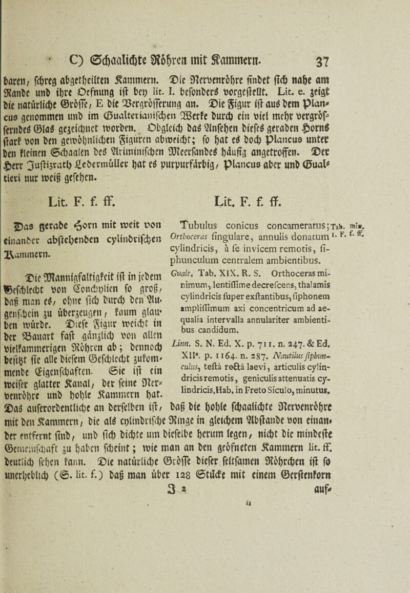 \ * C) <5cf)aalttf)te Stößen mit Kammern. 37 baren, fcbres abgetbeilten Kammern. ©ie 9tervenroE>re ftnbet ftcfj nabe am «Kante unb ihre Dcfnung tft bet) lit. I. betontet PorgejTellt. Lit. e. geigt bic natürliche ©volle, E bie Sergröfierung an. ©ie gigur itf au$ bem Plan* ctis genommen mit im (BuaUerianifcben 2öerfe burcb ein viel mcl)V Pergr&f* fevn&etf ©la$ gezeichnet morben. Obgleich baS 2lnfeben bt'efeö gerabcn Storni (iarf pon ben gewöhnlichen gigurcn abroeicbt; fo b«t e$ hoch piancus unter ben fleinen ©cbaalen be$ Slriminifcbcn SJleerfanbeS häufig angetroffen. ©et £>erv 3ufti$ratl) ßcbennullev bat e$ purpurfarbig, piancus aber unb (BuaU tieri nur weiß gefebcn. Lit. F. f. ff. Lit. F. f. ff. 2>ao gerate «Joni mit roeit von Tubulus conicus concameratus: t?>. mt». einander abftel;enben cyiinbrifcben Onhoceras fingulare, annuiis donatum1-F- f'ft* cylindricis, ä fe invicem remotis, fi- XUmmern. ®ie ftlannigfaltigfeit iff in jebem ©efdjlccbt oen Soncbplien fo groß, baß man ef, ebne lieb burcb ben Slu. genfebein gu überzeugen, fnum glatt* ben mürbe, ©sefe gigur weicht in ber Sauart faff gänzlich 00» allen Pielfammerigen Stohren ab; bennoch bejigt fte alle biefent ©efdjtccbt gutem« menbe ©igenfebaften. @ie iji ein mcifer glatter Kanal, ber feine Ster* «enrbbre unb hohle Kammern bat. ®ae! auferorbentltcbe an bcrfelben iff, phunculum centralem ambientibus. Gualt. Tab. XIX. R. S. Orthoceras mi- nimnm, lentiflimedecrefcens,thalamis cylindricis fuper exftantibus, fiphonem amplinimum axi concentricum ad ae- qualia intervalla annulariter ambienti¬ bus candidum. Lim. S. N. Ed. X. p. 711. n. 247. & Ed. Xlla. p. 1164. n. 287« Nautilusfipbun- culas, teftä reftä laevi, articulis cylin- dricisremotis, geniculis attenuatis cy- lindricis.Hab. in Freto Siculo, minutus. baß bie hohle febaaliebte üteroenrb&re mit ben Kammern , bie al« cplinbnRbe 9tmge in gleichem 5lb(tanbe Pon einan« ber entfernt ltnb, unb fich bubte um biefeibe herum legen, nicht bie minbeffe ©cmcmf.t)aft gu haben febeint; mie man an ben geöfneten Kammern lit. ff. beutiieb feben fann. ©ie natürliche ©reffe biefer feltfamen Stöbnben iff fo unerbebltcb (©. lit- f.) baß man über 128 ©tiicb'e mit einem ©erjhnforit 3 * auf*