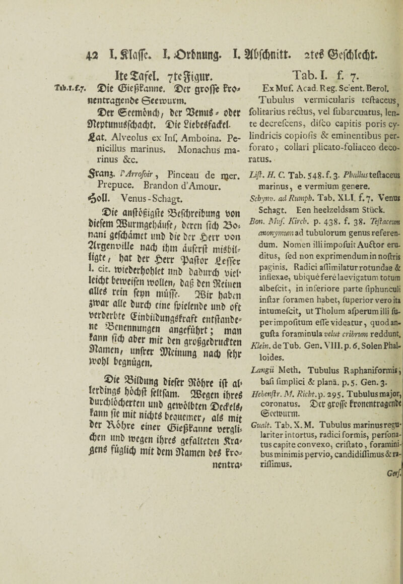 IteSafel. 7tcgigur. f»r* ®ie (Bießfanne. ®cr groß* nentragenbc Seeruurm. ©er ©eembn®, bcr 23emt$* ober 9teptumt$f®a®t, ®ie SiebeSfacfef. Jtat Alveolus ex Inf, Amboina. Pe- nicillus marinus. Monachus ma- rinus &c. PArrofoir, Pinceau de njer. Prepuce. Brandon d’Amour. ^oü. Venus -Schagt. ®ie anftögißfte 23efd)reibmtg toon fctefem SEBurmgebäufc, bereu \ii) 23o» uani ejcfdjdincr »nb bic ber .cci'f von 2lrgenviUe na* ifim duferfl miöbil= jtgte, bat ber £err Saflor .ScfTec • c*c* roieber&oblet iinb babnr® leicpt beweifen mollen, bag Den deinen ßUe* rem fepn muffe. 2Bir haben WM alle bur® eine fpielenbe unb oft Perberbte (Jinbiibun^fraft entßanbe* ue -oenennungen angeführt; man fann fiep aber mit ben groggebrueften Stamen, unfrer Meinung na® febr frobl begnügen, ®ie »ilbimg biefer $H6f>re ifl at< Icrbmg« bodjfl fcitfom. 2Bcgen if)reS bur® o®erten unb gemolbten ®ecfel$/ rann )te mit ni®t$ bequemer, al$ mit ber T\c®re einer (Bießbanne t>er^lü ®en unb roegen ihres gefalteten 5tra* ßenö fügli® mit bem tarnen be$ bro* nentra* Tab. I. f. 7. ExMnf. Acad.Reg.Sc:ent.Berol. Tubulus vermicularis teftaceus, folitarius rddus, vel fubarcuatus, len- te decrefcens, dileo capitis poris cy- lindricis copiofis & eminentibus per- forato, collari plicato-foliaceo deco- ratus. Lifl. H. C. Tab. 548. f. 3. Phallus tefaceus marinus, e vermium genere. Schynv. adRumph. Tab. XLI, f. 7. Venus Schagt. Een heelzeldsam Stück. Bon, Muf. Kirch. p. 438. f. 38. Teftaceum anonymurn ad tubulorum genus referen- dum. Nomen illiimpofuit Auftor eru- ditus, fed non exprimenduminnoftris paginis. Radici aflimilaturrotundae & inflexae, uoiqueferelaevigatum totum albefcit, in inferiore parte fiphunculi inftar foramen habet, fuperior veroita intumefeit, ut Tholum afperum illi fu- pevimpofitum effe videatur, quodan- gufta foraminula velut cribrum reddunt. Klein, de Tub. Gen. VIII. p. 6. Solen Phal- loides. . — ( ^ Langii Meth. Tubulus Raphaniformis; bafi fimplici & planä. p.5. Gen. 3. Hebenfir. M. Riebt.p. 295. Tubulusmajor, coronatus. ®cr gcofjc fronentragenbe @eetourm. Gmlt. Tab.X.M. Tubulus marinus regu* lariterintortus, radiciformis, perfona-i tuscapiteconvexo, criftato, foramini-' bus minimis pervio, candidiflimus & ra- riflimus. | Gern
