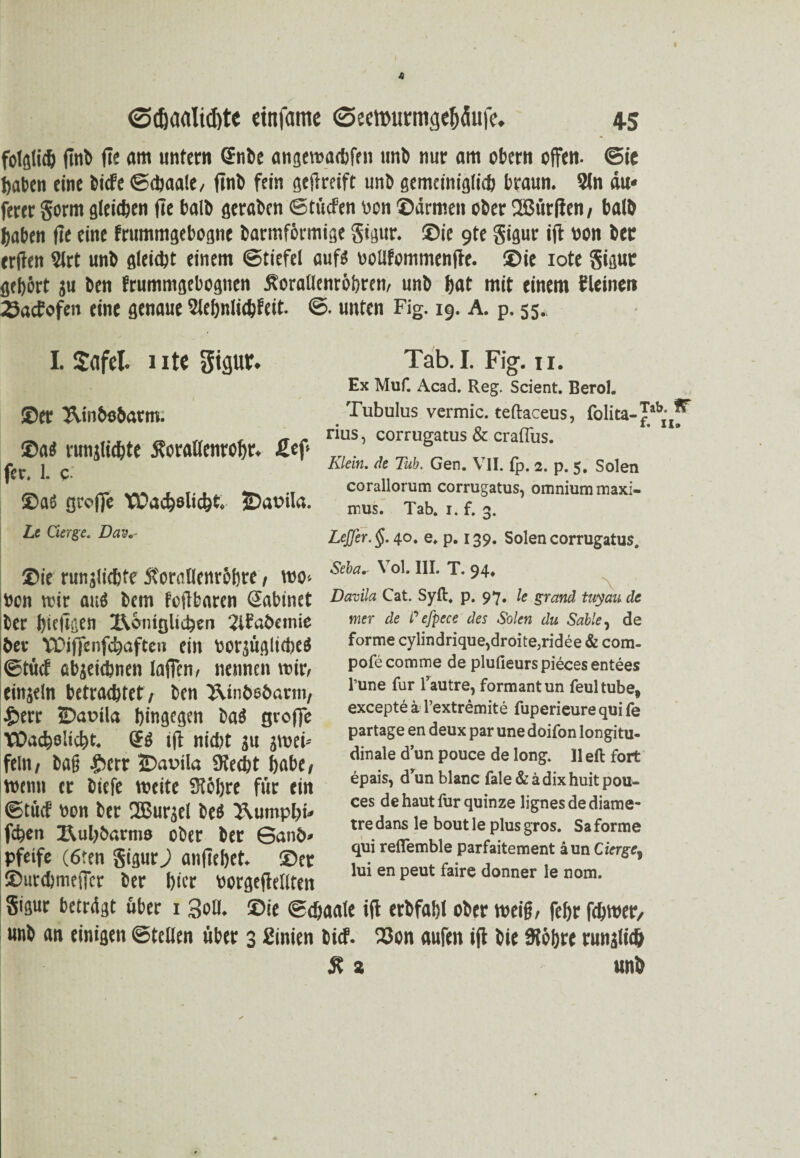 folglich (Int fie am unfern ©übe angewachfen unb nur am Obern offen. (Sie haben eine bicfe ©cbaale, finb fein gedrcift unb gemeiniglich braun. Sin du* ferer gorm gleichen fie halb geraben ©tücfen oon ©armen ober 2ßtirfien, halb haben fie eine frummgebogne bartnf&rmige gigur. ©ie 9te gigur ift von bet erden Slrt unb gleicht einem ©tiefel auf« oollfommende. ©ie iote gigur gehört ju ben frummgeboguen ÄoralIenröi)ren, unb hat mit einem fleinen Sacfofen eine genaue Slehnlidjfeit. ©. unten Fig. 19. A. p. 55., I. 1 ite gigur. ' , ■* _ . 1 ' * ©er Iginbcbatm. ®a« runjUchte 5?orallenrohr. £ef> fcr. 1. c ©a« grofie Wachslicht« JDavila. Le Cierge. Dav•- Tab. I. Fig. 11. Ex Muf. Acad. Reg. Scient. Berol. Tubulus vermic. teftaceus, folita- rius, corrugatus & craflus. Klein, de Tub. Gen. VII. fp. 2. p. 5. Solen corallorum corrugatus, omnium maxi- mus. Tab. 1. f. 3. Keffer. $.40. e. p. 139. Solen corrugatus. ©ie runjlichte ft'orntlenrbbre, wo« Seha' ' oL 11L T- 94, x Ocn Wir au« bem fodbaren Sabinet DavilaCat. Syft. p. 97. Ie grand tuyau de ber hicflfien Äciüßliehen Stfabemie ber VDififenfchaften ein oorgüglicbe« ©tücf abjeichnen lafFcn, nennen wir» einzeln betrachtet / ben Ätnbsbarm, £err ©auila hingegen ba« groffe Wachslicht, ff« id nicht zu zwei¬ feln/ bafi £etr ©auila Siecht habe/ wenn er btefe weite Sichre für ein ©tücf non ber 2Burzel be« 3\umphl» fchen Äuhbarmo ober ber ©anb» pfeife (6ten gigur J andehet. ©er mer de Pefpece des Solen du Sable, de forme cylindrique,droite3ridee & com- pofecomme de plufieurs pieces entees l’une für fautre, formantun feultube, excepte ä l’extremite fuperieure qui fe partage en deux par une doifon longitu¬ dinale dunpouce delong. IIeil fort epais, drun blanc fale & ä dix huit pou- ces dehautfurquinze lignesdediame- tre dans le bout le plus gros. Sa forme qui reflemble parfaitement aun Cierge, lui en peut faire donner le nom. ©urchmeiTcr ber hier «orgedellten gigur betrügt über 1 3od. ©ie ©chaale id erbfahl ober weift/ fehr fchwer, unb an einigen ©teilen über 3 Einien bief. S3on aufen id bie Sichre runglich 5t % unb