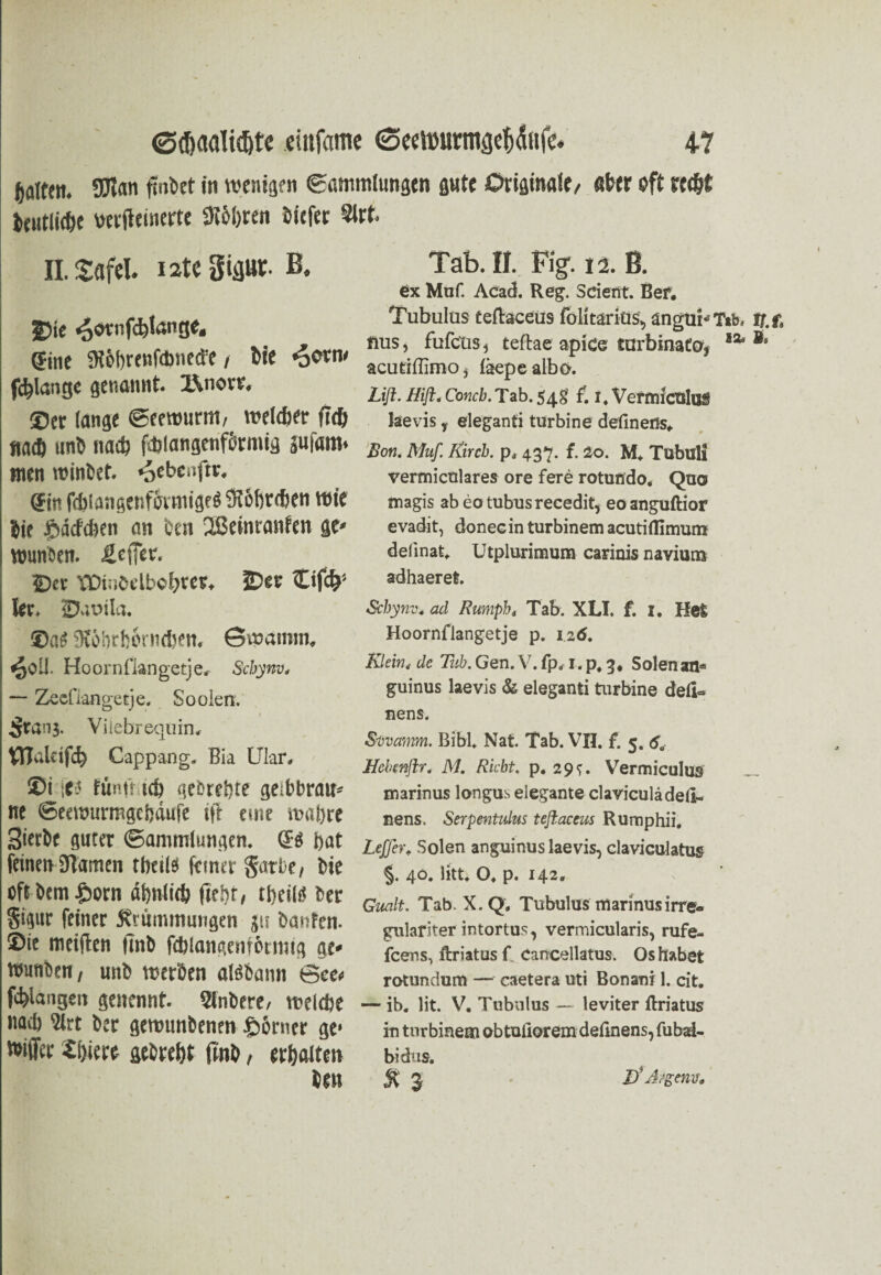 galten. SSJlan finkt in wenigen Sammlungen gute Originale/ aber oft ree&t beutlet wrftemetfe 9töl)ten liefet 2lrt. II. Safel. i2te giaur. E, Die ^ovnfcfelange. ©ine 9t6f)renfd)ned’e / bte *ocrn< (erlange genannt. IViovv, ®ec lange Seemurm, meidier fief» «ad) imb nach fifclangenfßrmig jufam. men roinbet. ^ebenftr. ®in fcbiangenfbrmigeö SK&firdien wie bie öM'dten an ben Xßemranfett ge« wunben. Hcffer. See VDinbelbolftev. Der Cifö- lee, Saoila. ®ab Stöbeborndjen. Swainm. $OÜ. Hoornfkngetje» Schynv. — Zecflangetje. So ölen. 5tan$. ViiebrequirL tlTalufd) Cappang. Bia Ular, $i funttiicb gebret)te geibbrau^ ne ©eemurmge&dufe ift emt n?at>re fluter (Sammlungen. (B bat feinen 9Tamen tbeils ferner Satte / bie of£bem£orn abnlieb jW)t, tbeiltf Der §igur feiner Krümmungen £ii bauten. $ie meiden finb fdftangewbrmtg ge* mrniben/ unb tnerben aföbann ©ee* fd)langeit genennt. Slnbere, meUbe nad) $irt ber getwmbenen Corner ge* »iffet 4i)iete gefcre&t finb, erhalten ben Tab. II. Figf. 12. B. ex Muf. Acad. Reg. Scient. Bef. Tubulus teftaceus folitäriüs* angukTab, rr.f, fius, fufctis 5 teftae apide turbinatoy l% ®* acutiflimo, fäepealbo. Lifl. Hift. Concb. Tab. 54g £ i, Vermfculug läevis y elegant! turbine defineös. Bon. Muf Kircb. p, 437. f. 20. M. Tubuli vermicnlares ore fere rotundo. Quo tnagis abeotubusrecedit, eoanguftior e vadit, donec in turbinem acutiflimum deiinat. Utplurimum carinis navium adhaeret. Schynv. ad Rumph. Tab. XLI. f. I. Hel Hoornfiangetje p. 126. Klein< de Tab. Gen. V. fp, I. p, 3. Solen an« guinus laevis & eleganti turbine deü« nens. S-üvamm. Bibi. Nat. Tab. VH. £ 5. 6. Hehmjlr. M. Riebt, p. 29 Vermiculus _ marinus longus elegante claviculädeli- nens. Serpentulus teflaceus Rumphii. Lejfer, Solen anguinus laevis, elaviculatus §. 40. litt. O. p. 142. Gualt. Tab X. Q„ Tubulus marinusirre¬ gulär.iter intortus, vermicularis, rufe- feens, ftriatus f. cancellatus. Os habet rotundum — caetera uti Bonani 1. cit. — ib. lit. V. Tubulus — leviter ftriatus in turbinem obtuliorem definens, fubai- bidus, K 3 D* Argem.