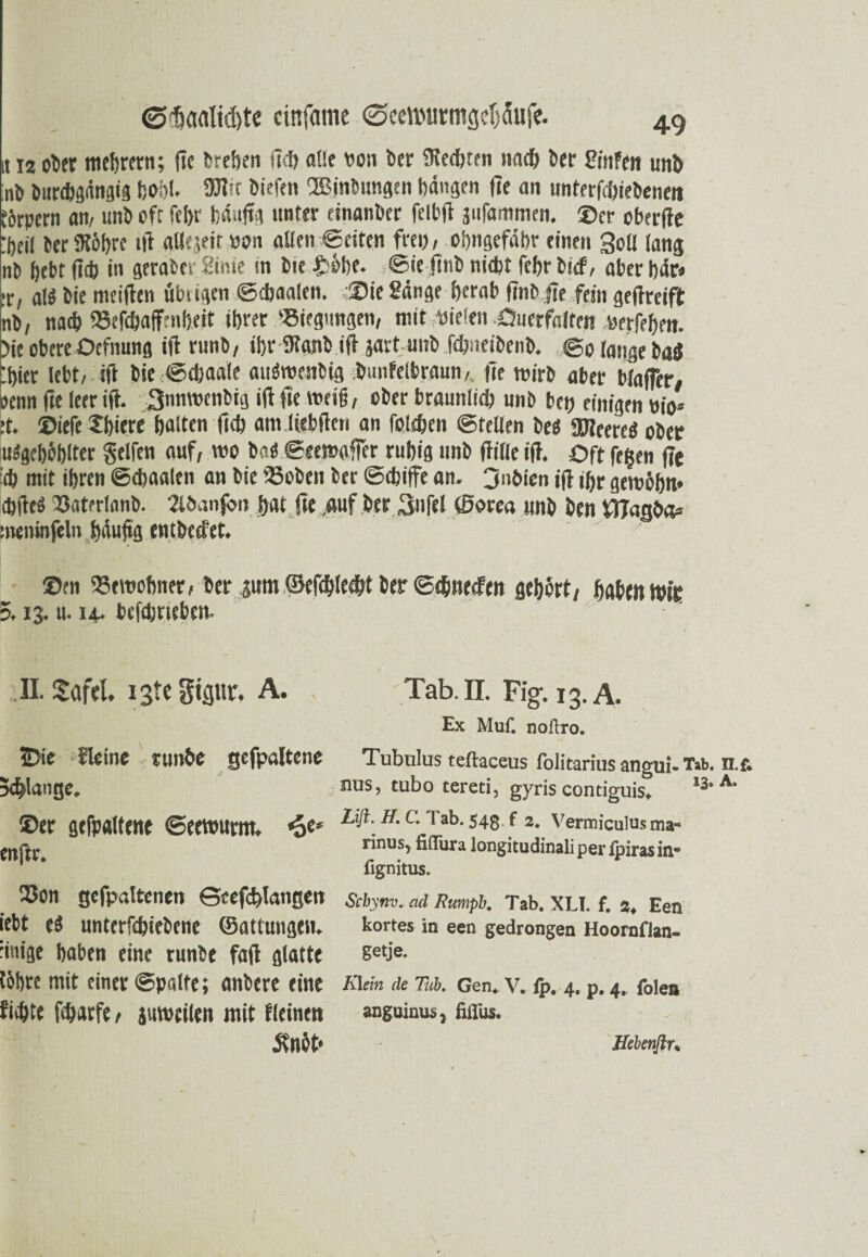 it 12 ober mebrern; (ic breben fiel) alle von ber fKecbten nach bet Sinfen unb ;nb bnrdjgängig bobl. 93lit biefen SBintnmgen bangen de an untergebenen ffirpern an/ mit) off fel>r häufig unter einanber felbd jufammen. ©er oberde :beil ber iTtöbre ift allejeit uem allen ©eiten frei), obngefdbr einen Soll lang nt) bebt öd) in gerabe12inie in bie £übe. ©iefinb nid)t febrbief, aber bär« :r, aß bie meiden übrigen ©djaalen. Sie Sänge fjerob ftnb de fein geftreift nb, nach 95efc&affenbejt rbrer 'Biegungen, mit Vielen XJircrfaffen verfeben. >ie obere Oefnung id runb, ib,r dtanb id jartunb fdjneibenb. <g0 (fl„ge j,ag 'hier lebt/ id bie ©ebaafe aißwenbig btmfelbraun, de rvirb aber blaffer, oenn de leer id- Snmvenbig id de tveig, ober bräunlich unb bet) einigen vi> it. ©iefelbiere halten d<b amliebden an folcben ©teilen bei ÜJleered ober u%büblter Seifen auf, wo ba< ©eemaffer rubig unb difle id. Oft fegen de ct) mit ibren ©cbaalen an bie 35oben ber ©ebiffe an. 3nbien id ibr geroöbn« ebded 33aterlanb. 2l6anf?n bat de .auf ber Sufel ©orea unb ben W7aßba= meninfebt bäudg entbeefet. ®en 95ttwfmer, ber pm ©efc&lecbt ber ©d&neefen gebürt, haben ttu'r 5.13. u. 14- befebneben. II. Safel. iste gtgnr. A. Tab. n. Fig. 13. A. Ex Muf. noftro. Skinc tunbe gcfpultcnc Tubulus teftaceus folitarius angui- Tab. n.f. 5#lange, nus> tubo tereti, gyris contiguis«. 13‘Aa ©er gehaltene ©eewumt. «oe* i'ab. 543 f 2. vermicuius ma- endr. rinus, fiftura longitudinali per ipiras in® fignitus. 93on gefpaltcnen Geefcbkngett Scbynv. cd Rumpb. Tab. xli. f. 2. Een iebt es unterfebiebene ©attungen. kortes in een gedrongen Hoornflan- iinige baten eine runbe fad glatte setJ'e- töbre mit einer ©palte; anbere eine K\em de m. Gen. v. rp. 4. p. 4. foien fiebte dbarfe, jmveilen mit fleinen anguinus, fiirus. ütnöt1 \ Hebenftu