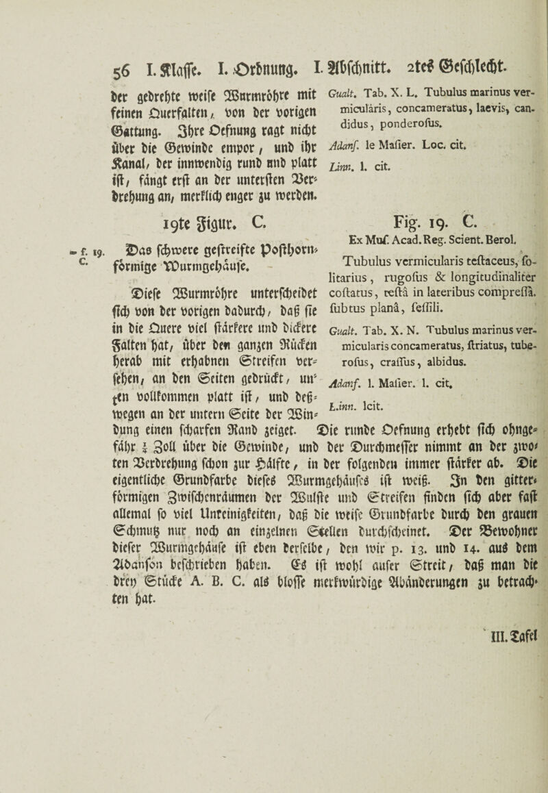 tcr flcirefjtc weife 2ßntmrct)tt mit Gualt. Tab. X. L. Tubulus marinus ver¬ femen fiuerffllttllt von Oer vorigen miculäris, concameratus, laevis, can. ©attnng. 3bre Oefnung ragt nicht didus, ponderofus. über Oie ©ewinte empor / unt il)r le Malier. Loc. dt. Äanal, Oer innwentig runb mit platt Lim_ j. cjt. ift/ fängt erfi an 6er unterften 23er- brebung am merflicb enger j« werten. igte Siflur. C. • _ ' SXl- K X IDae fernere geftreifte poftbortt-. förmfge TOurmgeljäufe. _ , ....... litarius , rugolus & longituainaliter £>iefe 2ßurmrbl)re unterfcfeei&et coftatus, reftä in lateribus comprefla. ftd) vott ber vorigen baburd)/ t>a§ fle fubtus planä, feffili. in bie Duere viel fldrferc unb biefere Gualt. Tab. x.n. Tubulus marinus ver- Sfllten Über bWI gönnen SHtufftt micularis concameratus, ftriatus, tube- herab mit erhabnen Streifen ver^ rofus, craflus, albidus. feten, an ten ©eiten gebrüdt, un'-- Admf_ LMafier. i. cit. ten vollfommen platt ift/ unt beg= . wegen an ter untern ©eite ter Sßin* Unn' lt- tung einen fdjarfen 9tanb jeiget. $ie runte Oefnung ergebt fid) obnge* fäl)r i 3otl über tie ©ewinte; unt ter ©urtbrnefier nimmt an ter jwo* ten 23erbret)tmg febon jur Hälfte, in ter folgenten immer ftärfer ab. ®ie eigentliche ©runtfarbe tiefe« 38urmgebäuft« ift weig. 3» ben gitter* förmigen 3'vifcbcnräumen ter 2Bulfte unt ©treifen ftnten (ich aber faft allemal fo viel Unrcinigfeiten, tag tie weife ©runtfarbe burdj ten grauen ©<bmu§ nur noch an einäelncti ©teilen turcbfdieinct. ®cr ftSewobner tiefer fSSurmgcbäufe ift eben lerfclbe, ten wir p. 13. unt 14. au« tem 2itanfon tefebrieben haben, S« ift wob! aufer (Streit / tag man tie treu ©tüde A. B. C. ai« blofle merfwürtige Slbänterungen ju betrad)* ten b«t- * 1 Fig. 19. C. Ex Muf. Acad.Reg. Scient. Berol Tubulus vcrmicularis tcftaceus, fo- III. Sflfel